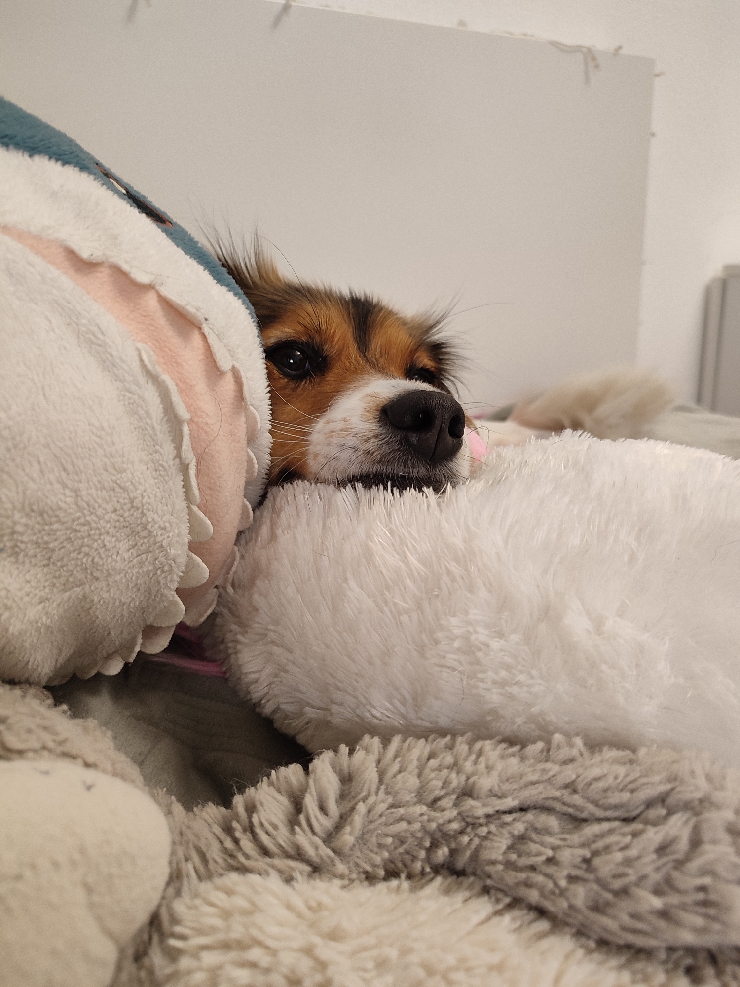 A close-up, low-angle shot shows the face of a small dog with brown and white fur peeking out from behind a large, fluffy stuffed animal. The dog's dark eyes and black nose are visible. The stuffed animal appears to be a light-colored shark with a pink interior visible. The dog is resting on a soft, textured surface, likely a blanket or bed, which is covered in various plush toys. The background is out of focus and appears to be a plain, light-colored wall. The image is well-lit, with the focus clearly on the dog and the stuffed animal. There is no indication of the dog's location in a city in Russia.