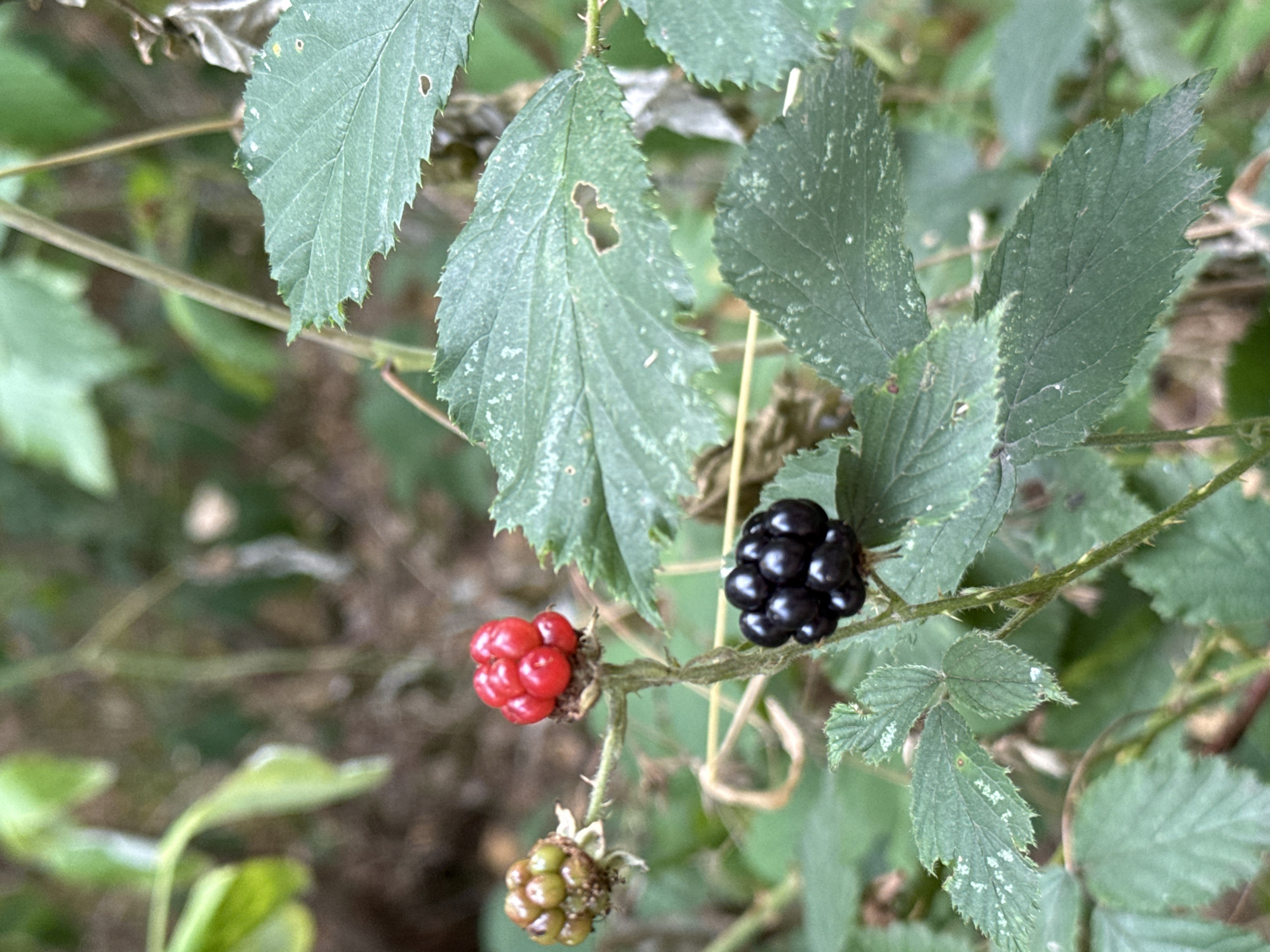 The image depicts a close-up view of a blackberry bush in a natural, outdoor environment. Three blackberries are visible on a stem: one unripe green berry on the left, a bright red berry in the center, and a ripe black berry at the bottom right. The surrounding foliage consists of green leaves, some of which show signs of wear, with small holes and speckling. The background is blurred, suggesting a forest or woodland setting with dappled light. The overall scene is focused on the ripening process of the berries and the natural details of the plant. The image was taken in Dorsten, Germany.