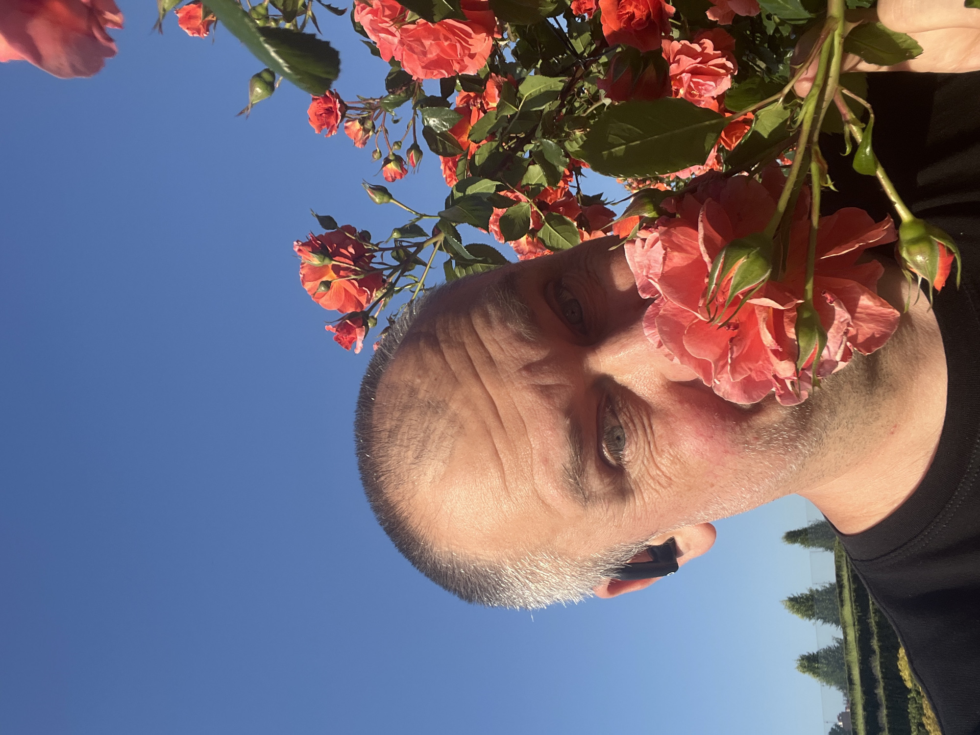 A man is seen in a close-up shot against a backdrop of a clear, blue sky, interspersed with numerous coral-colored roses. The man's head and upper torso occupy the lower portion of the image, with his face partially obscured by a cluster of roses. The man appears to have short, graying hair and is wearing a black t-shirt.
In the lower right corner of the frame, a glimpse of manicured green hedges and trees suggests a park or garden setting. It is suspected, due to the man's personal connection, this photo was taken at the Krasnodar Park, in the city of Krasnodar, Russia. The image is lit with natural light.