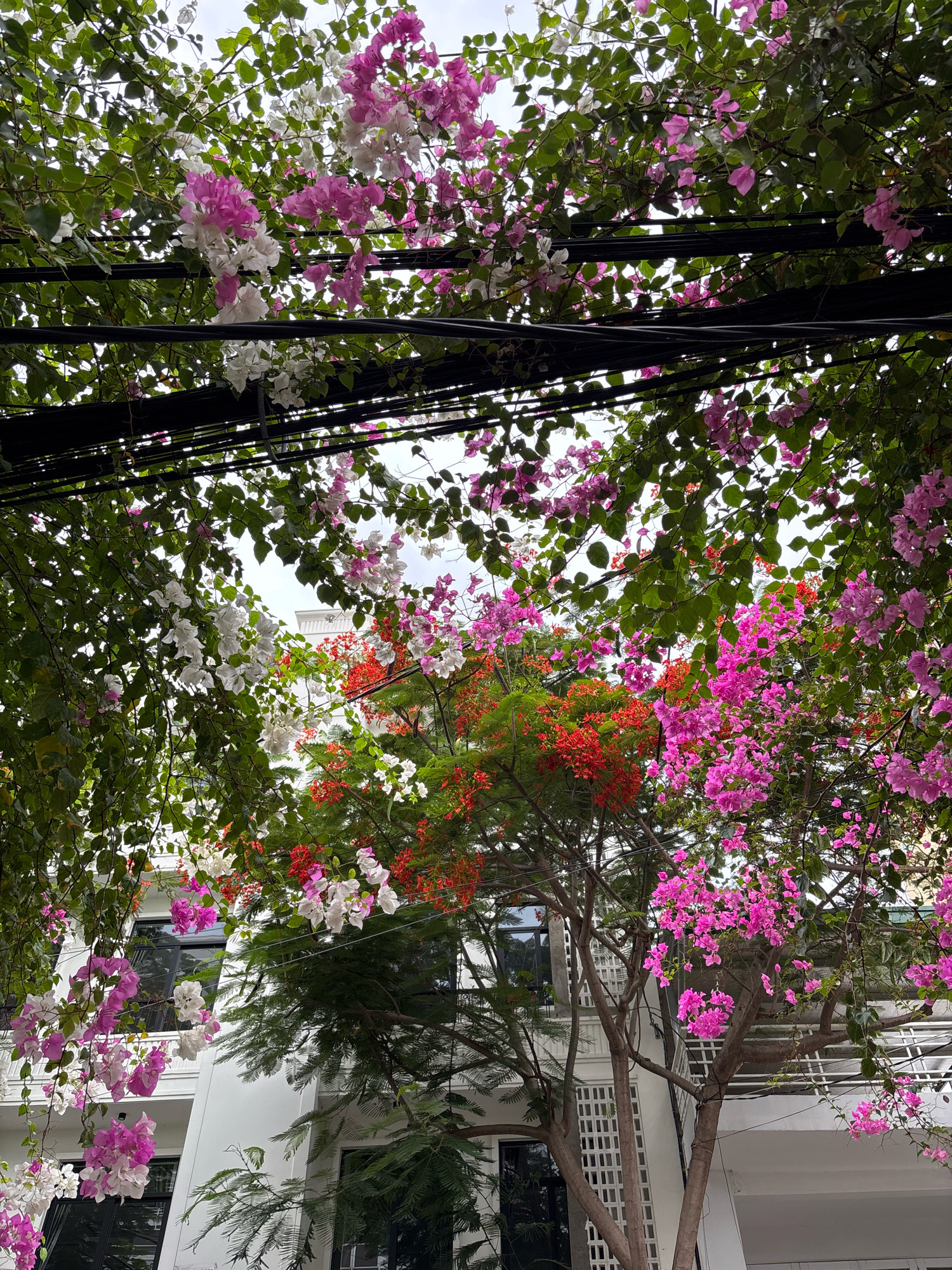 The image, taken in Nha Trang, Vietnam, depicts a vibrant street scene dominated by lush greenery and blooming bougainvillea flowers in shades of pink, white, and red. The flowers cascade from above, creating a natural canopy that partially obscures a modern white building with dark-framed windows. Several black electrical wires are visible crisscrossing the frame, suspended amongst the foliage. The overall impression is one of natural beauty intertwined with urban infrastructure.