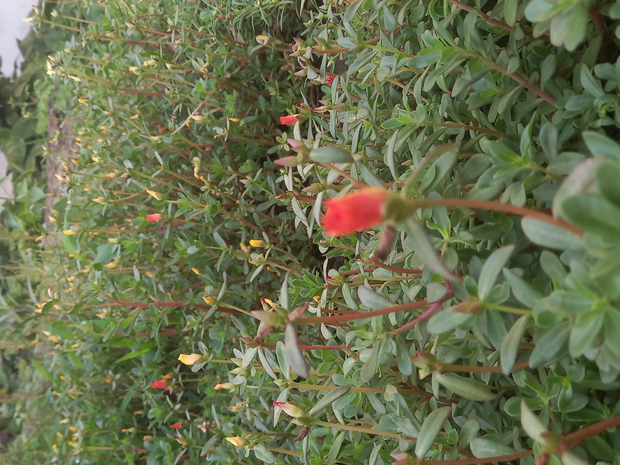 The image shows a close-up of a patch of plants, likely in an outdoor setting. The plants feature small, succulent-like green leaves and thin, reddish stems. Some of the plants have buds, some of which are red and some yellow. The scene appears to be in natural light. The location is not discernible from the image. No people, actions, or interactions are visible.