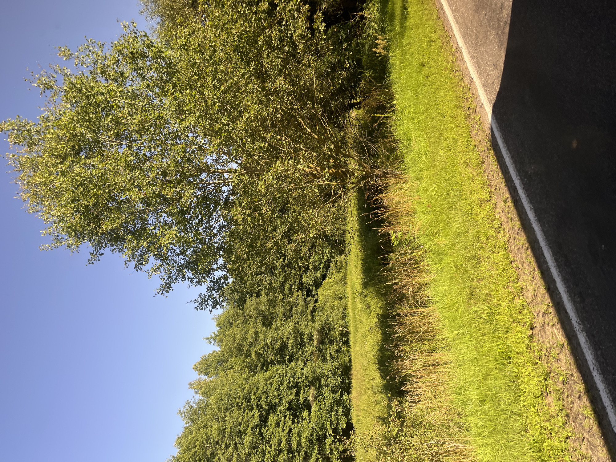 The image depicts a natural landscape under a clear blue sky, likely in or around Мядзельскі сельскі Савет, Belarus. In the foreground, a paved road with a white line runs diagonally from the bottom right corner upwards towards the center. Adjacent to the road is a strip of bright green grass, bordered by taller, drier grasses and vegetation. Behind this, a field of lush green grass is illuminated by sunlight, creating patches of shadow. Further in the background, a dense forest of green trees stretches across the horizon. A large deciduous tree with a full canopy of green leaves stands prominently in the mid-ground, to the right of the grassy field. The overall impression is one of a serene, rural environment during daylight hours. There are no people or animals visible in the scene.