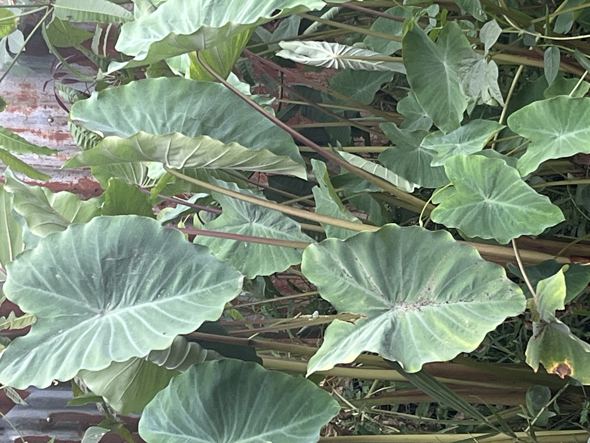 The image shows a cluster of large, heart-shaped taro leaves in an outdoor setting, possibly in Meliau Hulu, Indonesia. The leaves are a vibrant green with prominent veins and some appear slightly wilted or damaged. Thick, reddish-brown stems support the leaves. In the background, a rusty corrugated metal wall is visible, suggesting it's part of a fence or building. Other greenery, including smaller leaves and stems, can be seen interspersed among the taro plants. The overall impression is of lush, dense vegetation in a somewhat unkempt environment. There are no people or animals visible in the image.