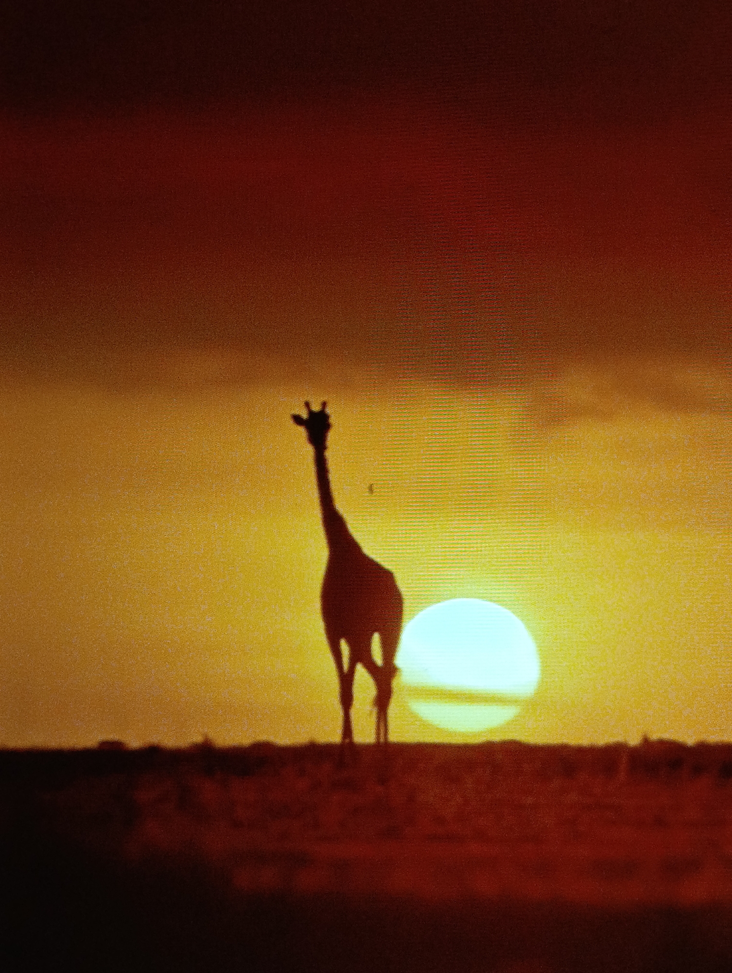 The image depicts a silhouetted giraffe standing on a ridge against a sunset. The sky transitions from red at the top to orange near the horizon. The sun is positioned behind the giraffe, casting a bright glow. The foreground is a dark, undefined landscape. The location is unknown.