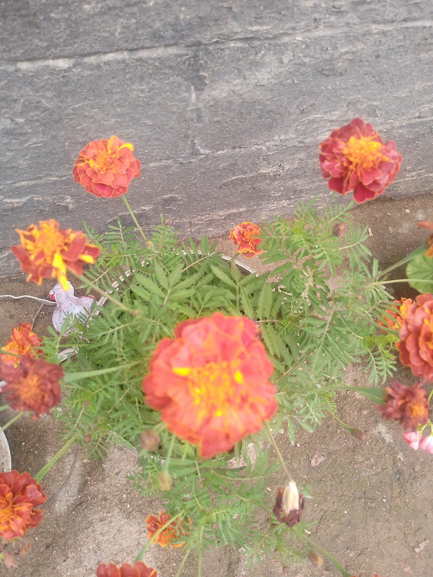 In the city of Tosor, Kyrgyzstan, an overhead shot captures a cluster of vibrant marigolds in bloom. The flowers, predominantly in shades of orange and deep red with yellow centers, are the primary subjects, nestled amongst their feathery green foliage. The ground beneath them is a mix of sandy soil and small pebbles, suggesting an outdoor setting. A rough, grey stone wall forms the backdrop, its textured surface indicating a natural or weathered construction. The lighting is soft, with no harsh shadows, implying an overcast day or diffuse light. The image is a still life, focused on the botanical elements.
