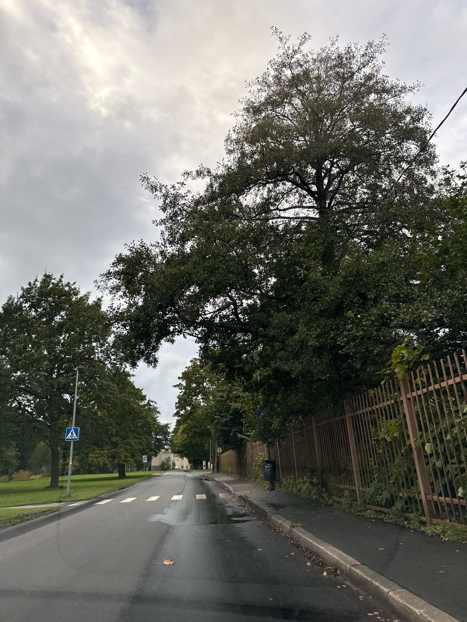 The image shows a street in Tallinn, Estonia, on a cloudy day. The road is wet, indicating recent rain. A pedestrian crossing is visible on the asphalt. On the left side of the road, there is a sidewalk and a grassy area with trees. A blue pedestrian crossing sign is posted on a pole. On the right side of the road, there is a sidewalk and a metal fence. Large trees with dark green foliage line the street. In the distance, there are buildings and more trees. The sky is overcast with grey clouds. There are no people visible in the image.