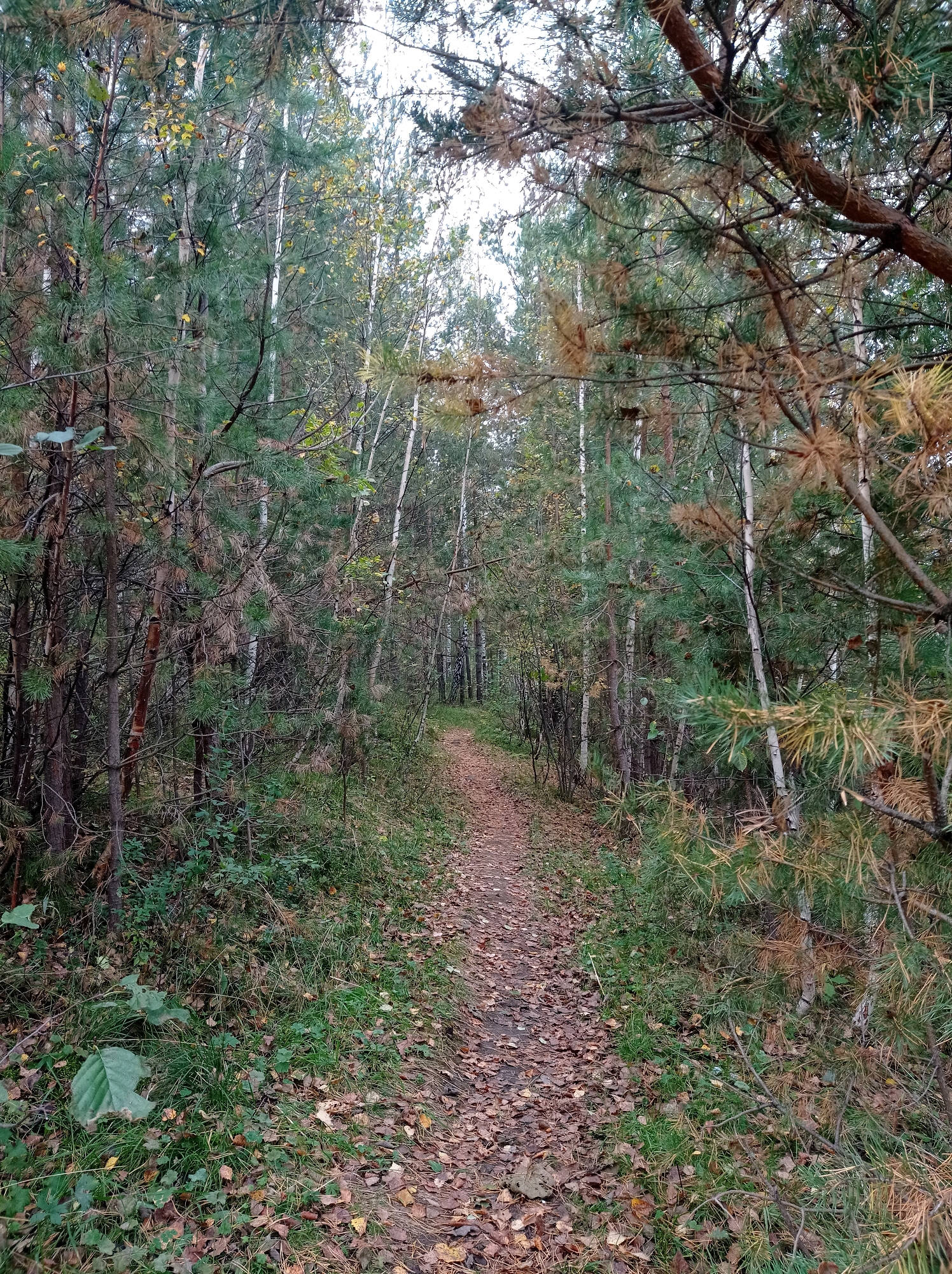 The image depicts a narrow, dirt path winding through a dense forest. The path is covered with fallen leaves, suggesting it is autumn. Tall trees, primarily pines and birches, line both sides of the path, their branches forming a canopy overhead. The forest floor is a mix of green grass, fallen leaves, and pine needles. The overall impression is one of a natural, somewhat wild, and secluded woodland trail. The scene does not contain any people or identifiable man-made structures, indicating it's a natural environment. The location is identified as being in the city of Degtyarsk, Russia, implying this is a common natural landscape found within or on the outskirts of that urban area.