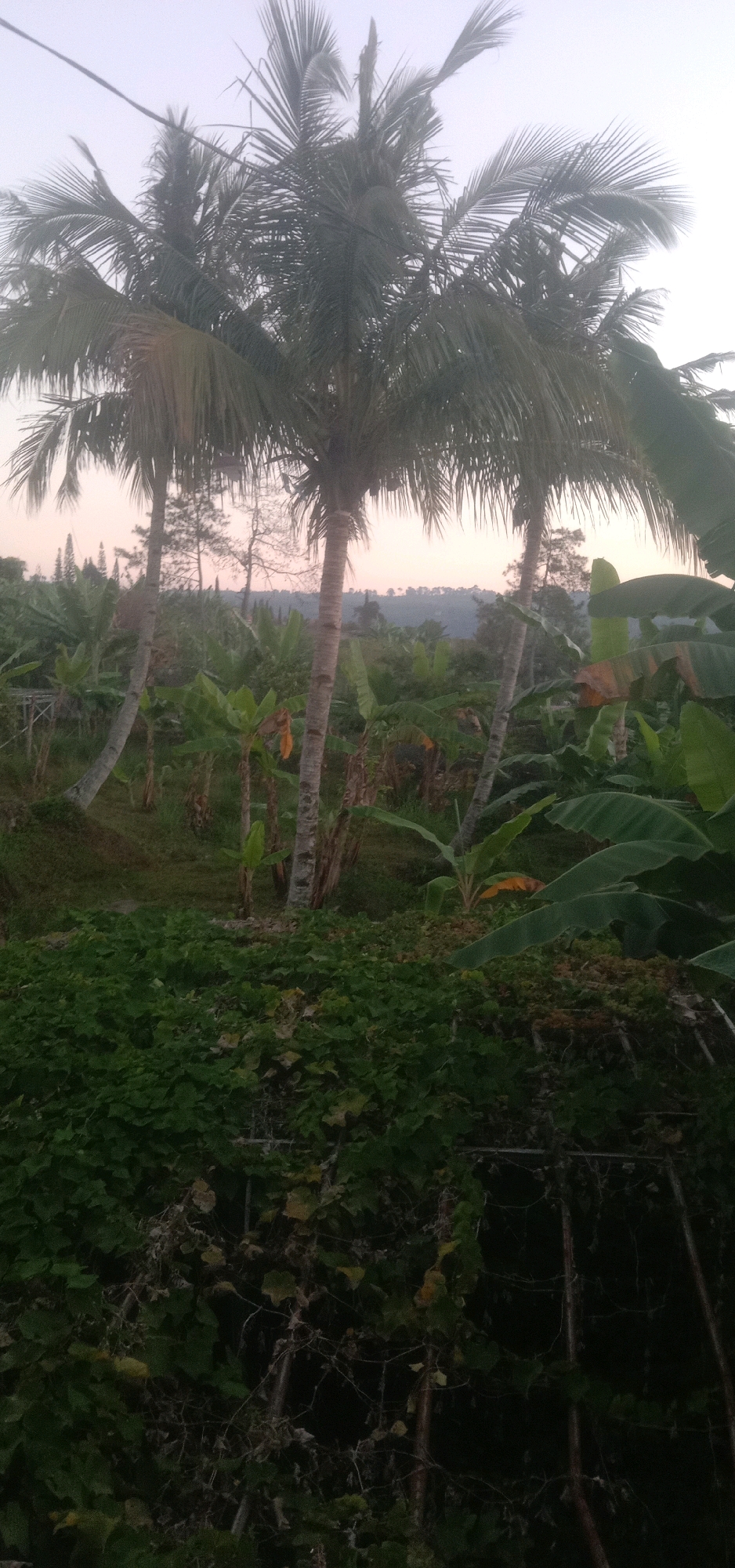 The image captures a serene natural landscape, likely in Sukanagalih, Indonesia, characterized by lush greenery and tropical flora. In the foreground, a dense carpet of dark green, leafy vegetation covers the ground, with some lighter green and yellowish-brown leaves visible. This vegetation appears to be climbing over and around a rustic, dark-colored trellis or fencing structure, made of vertical posts and horizontal supports, which creates a textured foreground.
Dominating the mid-ground are several tall coconut trees with their characteristic slender trunks and feathery fronds. Their leaves are a deep green, some appearing slightly dried or yellowed. Interspersed among the coconut trees are numerous banana plants, identifiable by their large, broad, paddle-shaped leaves. These banana plants are of varying heights, creating a layered effect. Some of the banana leaves show hints of yellow, suggesting they might be mature or nearing harvest.
In the background, the landscape opens up to a gently rolling vista of hills, fading into a soft, hazy purple and pink sky, indicative of either dawn or dusk. Scattered trees and vegetation dot the hillsides, adding to the depth of the scene. The overall atmosphere is one of tranquil, rural beauty, showcasing a typical tropical environment. There are no people or animals visible in the frame. The lighting suggests it is either early morning or late evening, with a soft, diffused light bathing the scene.