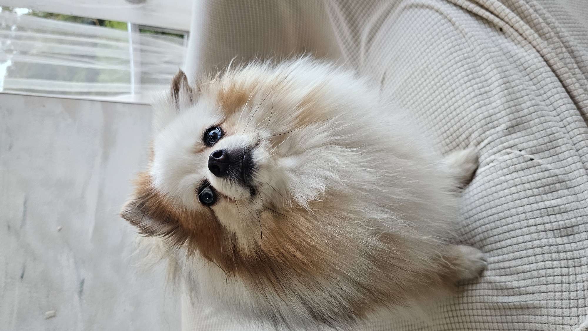 A Pomeranian dog with white and tan fur and bright blue eyes sits on a cream-colored couch. The dog is positioned in the center of the frame, looking slightly upwards and to the right. Its fur is fluffy and appears well-groomed. The couch has a textured fabric with a subtle grid pattern. In the background, a window with sheer white curtains is visible, and beyond that, blurred greenery and sky suggest an outdoor environment. The overall lighting is soft and natural. The image is taken at a slight angle, capturing the dog's face and upper body. There is no visible indication of the location being in Baan Chaweng, Thailand.