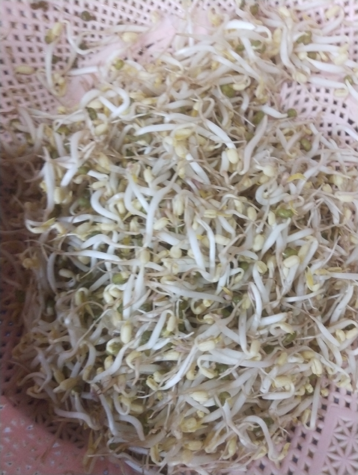 A close-up, overhead shot shows a pile of bean sprouts in a pink plastic colander. The colander has a grid pattern and is placed on a patterned surface that is out of focus. The bean sprouts are white and pale yellow, with some green beans visible. The sprouts are intertwined and appear fresh. The scene is likely a kitchen or food preparation area in Wanasaba Daya, Indonesia, given the context provided.