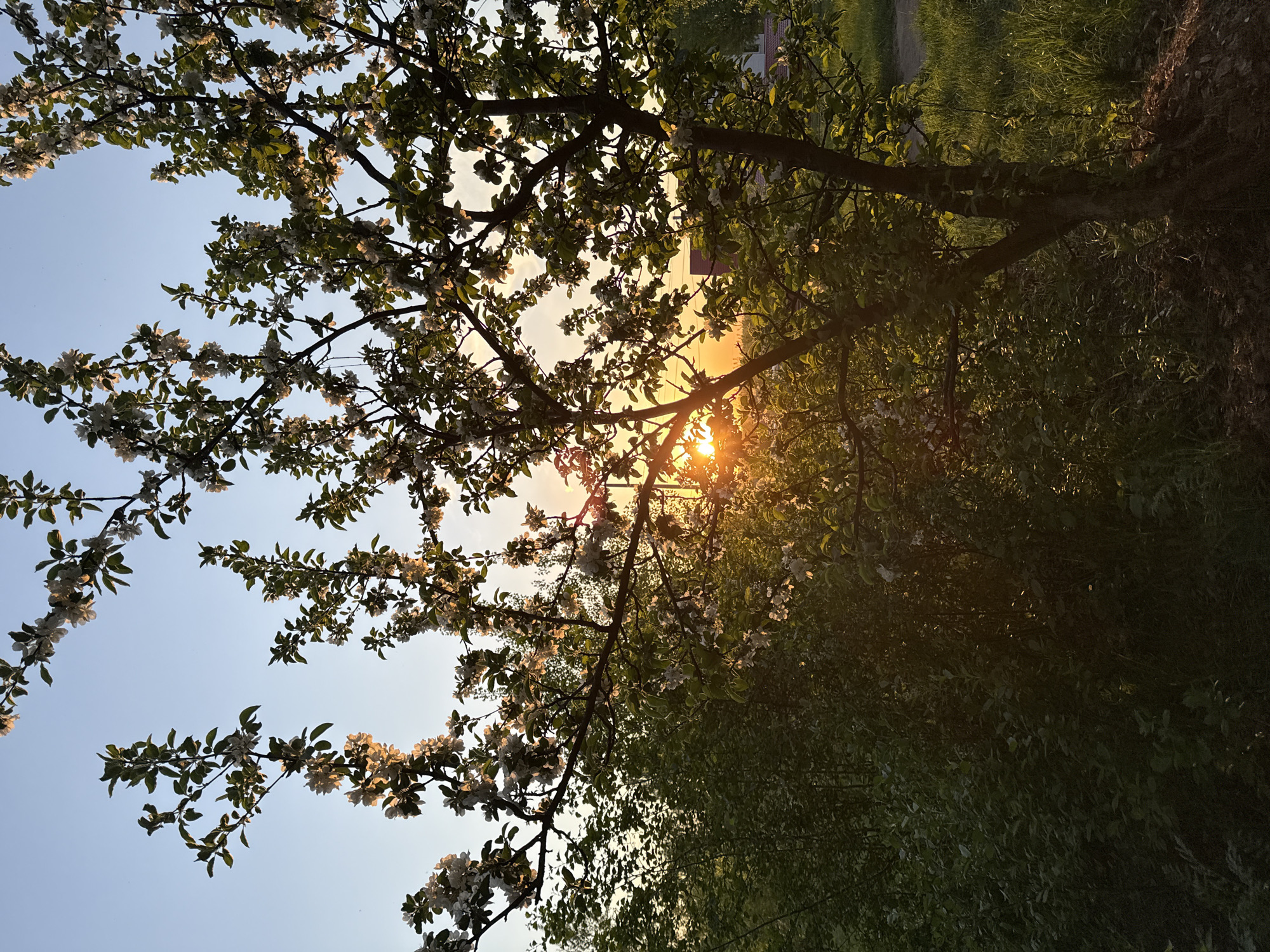 The image depicts a tree in bloom, likely in spring. White blossoms cover the branches, illuminated by the setting sun. The sun's rays filter through the branches, creating a bright focal point. The background features a clear sky above and dense greenery below. The overall scene suggests a natural setting, possibly a park or orchard. While I cannot definitively confirm the location as Chaikovsky, Russia, based on this single image, the combination of flowering trees and setting sun is consistent with spring weather patterns in that region.