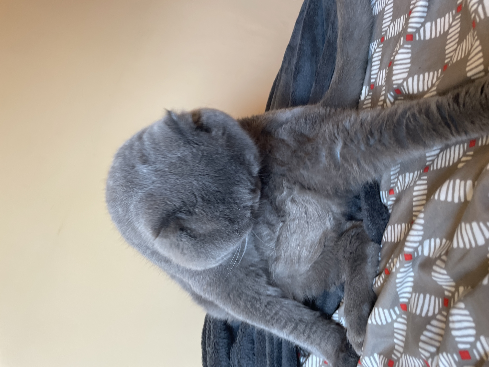 A grey British Shorthair cat is captured mid-groom, sitting on a bed with a patterned duvet and a dark grey fuzzy blanket. The cat is positioned in the center of the frame, with its head lowered and tucked towards its chest, obscuring its face. Its body is contorted as it appears to be licking its abdomen or hindquarters. The cat's paws are visible, with one foreleg extended. The background consists of a plain, light-colored wall. The lighting suggests an indoor environment.