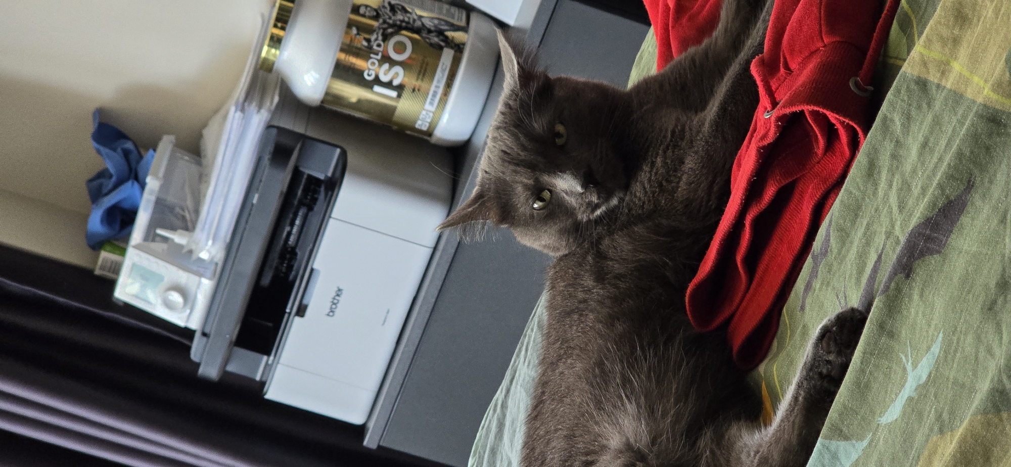 A grey cat with green eyes is lying on a bed with a red garment and a green patterned sheet. The cat's ears are slightly pointed forward and its body is mostly relaxed. In the background, there is a Brother printer on a dark gray dresser, and behind that, on a shelf, are a white medical device, a blue cloth, and a large tub of "Gold ISO" protein powder. The room appears to be an indoor domestic setting.