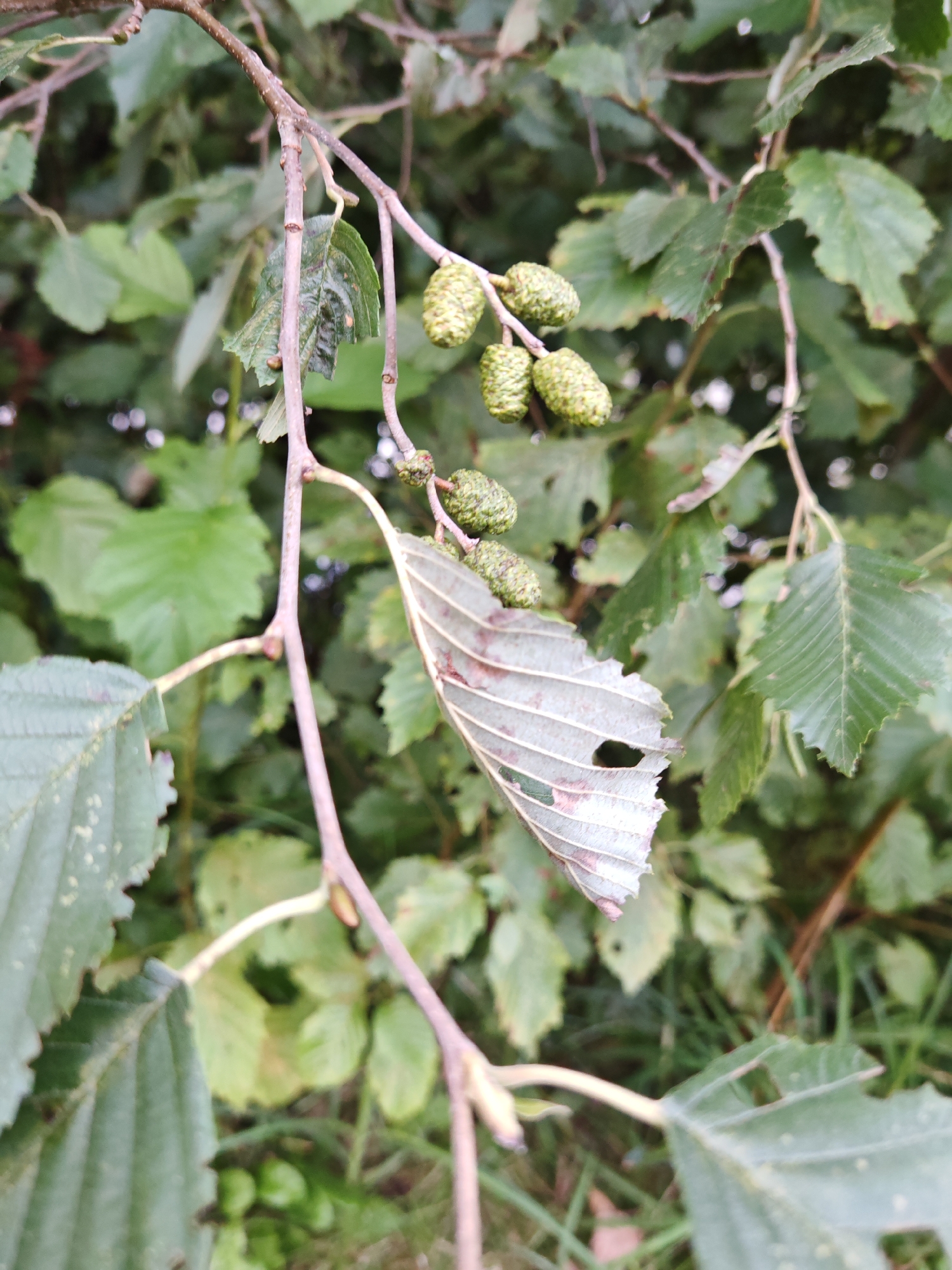 The image shows a close-up view of alder catkins (small cone-like structures) and leaves on a branch. The catkins are green and elongated, clustered together on a thin stem. Some of the leaves are green and healthy, while one leaf in the foreground is withered, with holes and brown discoloration. The background is filled with blurred green foliage, suggesting a natural outdoor environment. There are no people, animals, or man-made objects visible in the image. The scene appears to be in the city of Rosinka, Russia, based on the provided information.