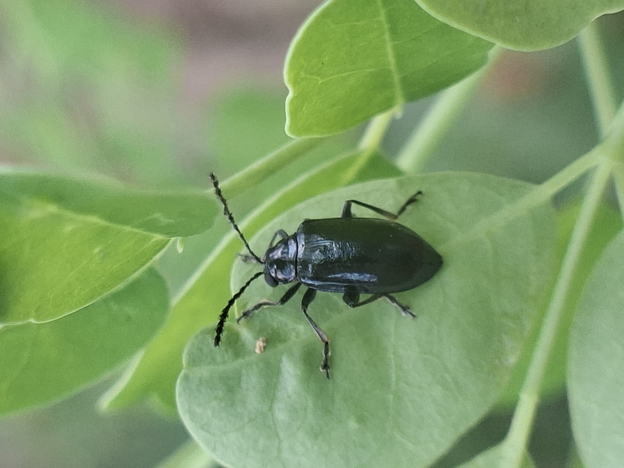 A shiny, dark-colored beetle sits on a vibrant green leaf. The beetle has long, segmented antennae and six legs. The leaf is surrounded by other leaves of similar color and size. The scene appears to be set outdoors in a natural environment. The city of Kutaglumpang, Indonesia, and specific details related to the context are not discernible from the image alone.
