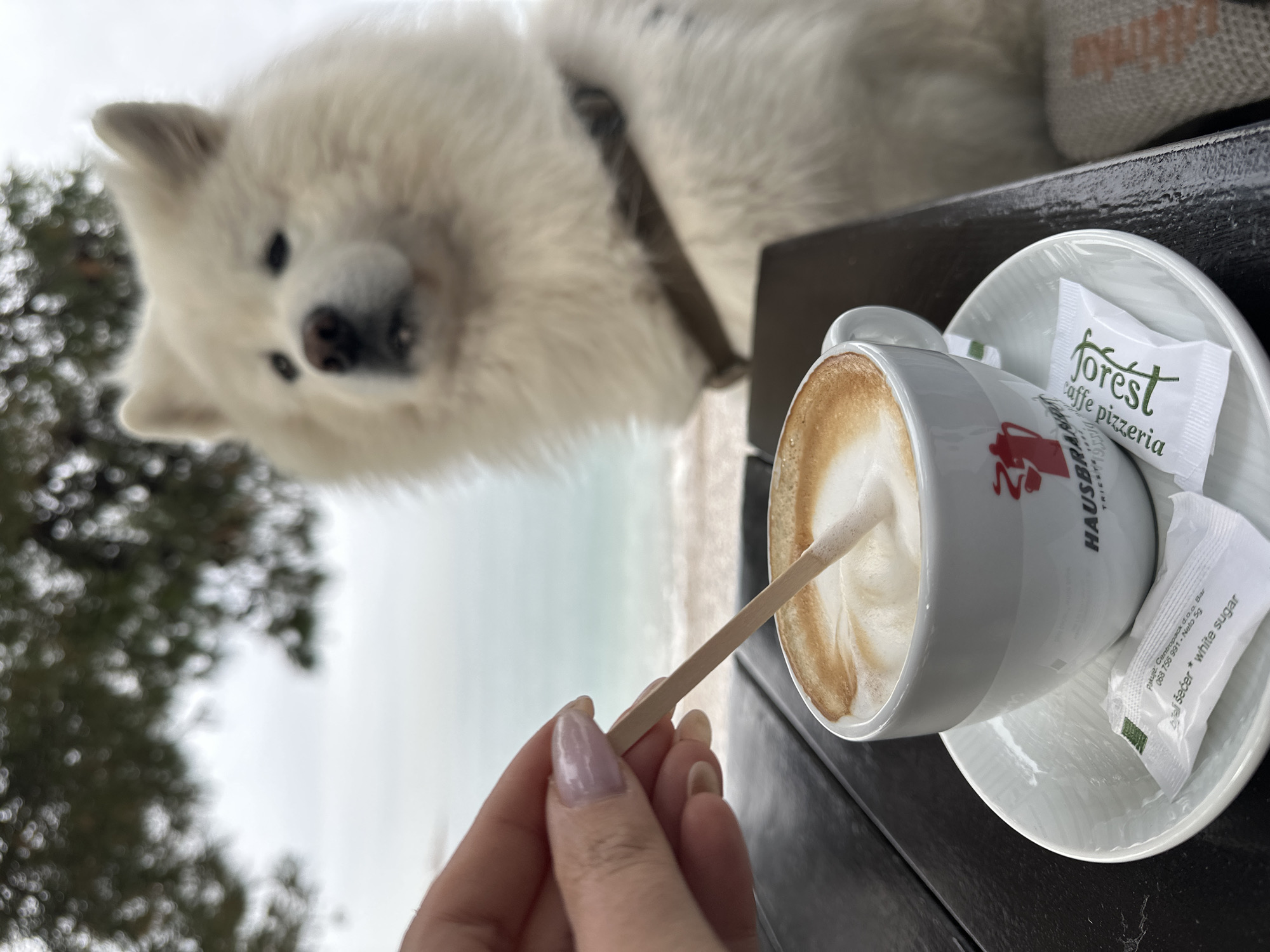 A close-up shot presents a cup of cappuccino on a black table, with a white saucer holding a "forest caffe pizzeria" sugar packet. A hand stirs the coffee with a wooden stick. In the background, a large, fluffy, white dog peers inquisitively. The outdoor setting suggests a beach, with blurred trees and sky visible. The text on the cup indicates it's from "HAUSBRANDT TRIESTE", an Italian coffee brand. The sugar packet also mentions "Centropack doo Bar", indicating a location in Bar, Montenegro.
