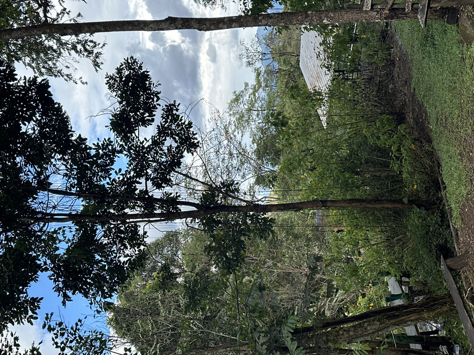 A lush green landscape with trees, bushes, and foliage dominates the view. A building with a silver roof is visible through the trees. The sky, filled with clouds, is partly visible through the tree branches. A wooden fence is seen along the ground, possibly defining a path or boundary. The photograph is angled, giving a unique perspective of the scene.