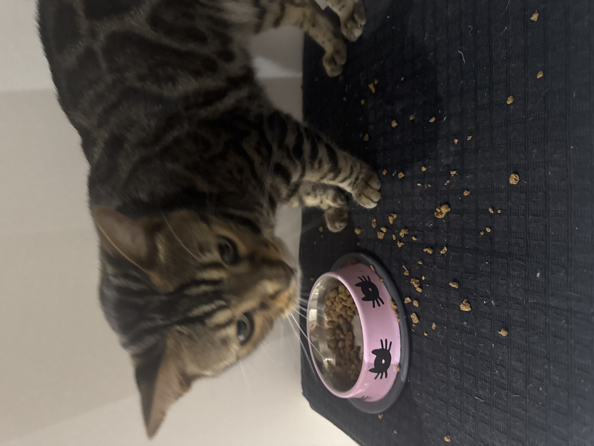 A Bengal cat is standing over a pink cat-themed food bowl filled with kibble. Kibble is scattered on the dark textured surface in front of the bowl. The cat's head is lowered, and it appears to be eating or investigating the food. The background is a plain, light-colored wall. The scene is indoors, likely in a residential setting in the Agios Tychona Community, Cyprus.