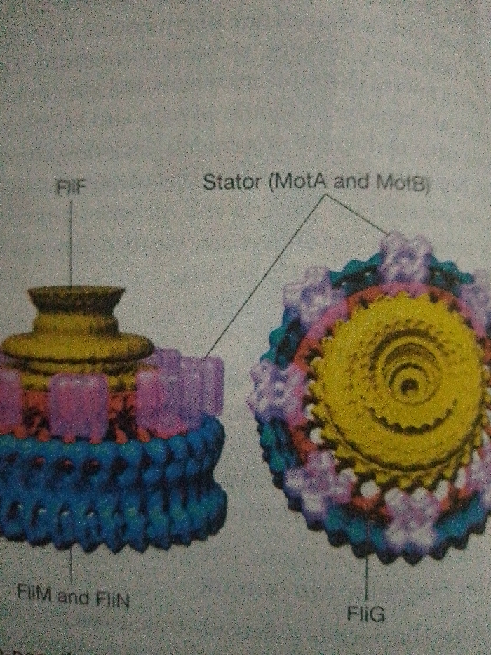 The image shows components of a bacterial flagellar motor. On the left is a side view depicting FlgF, capped by a pink section and a blue base labeled FlIM and FlIN. On the right is a top view of the motor, centered on the gold FlIG. Encircling FlIG is a purple and blue ring identified as the Stator (MotA and MotB), which functions to provide torque to the flagellum.