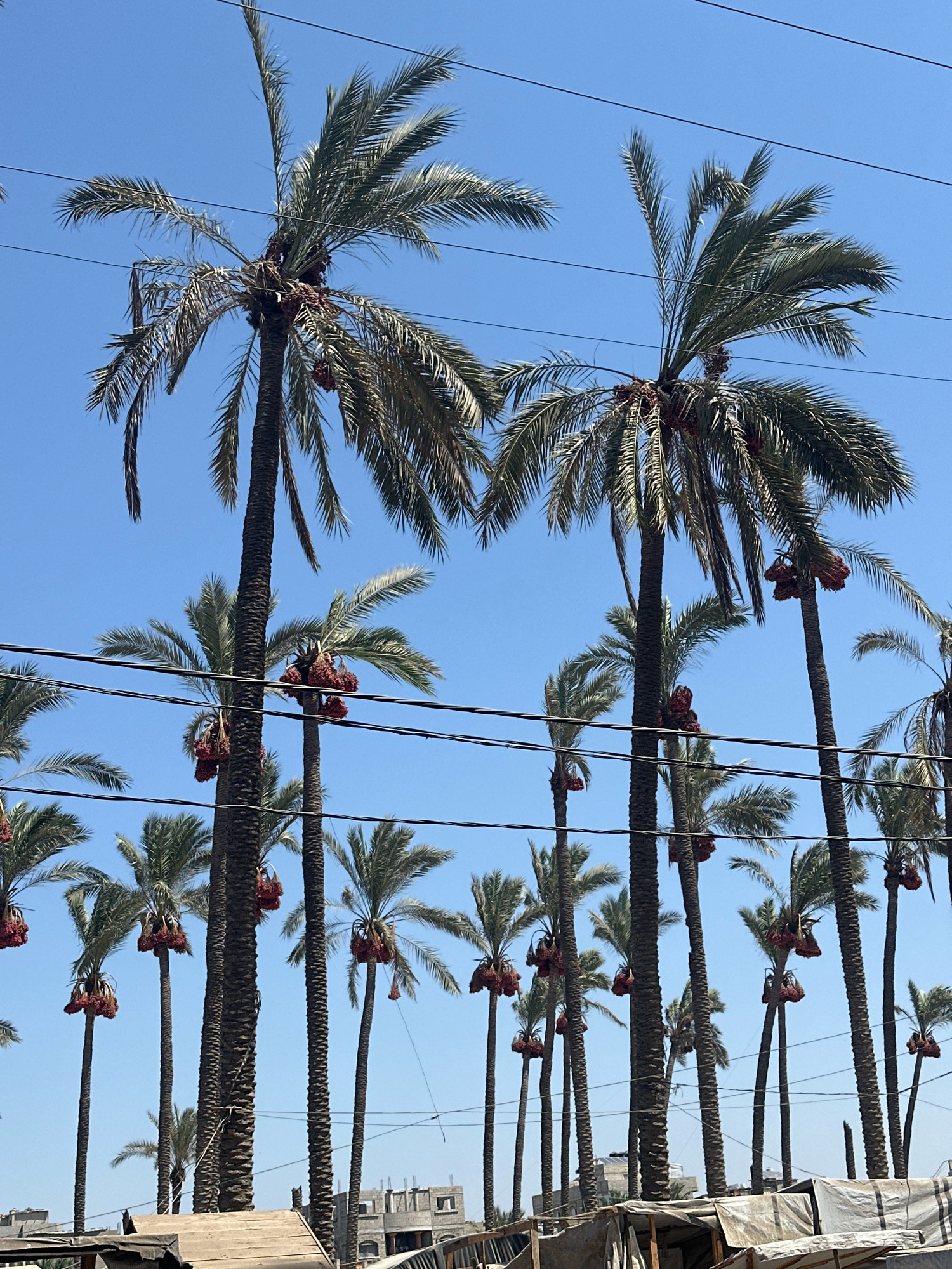 A low-angle, medium shot shows a clear blue sky filled with tall date palm trees laden with bunches of dates. Several strands of black wires run horizontally across the frame, cutting through the palm fronds. The trees are spaced closely together, with their trunks varying in thickness and texture. Some of the palm trees have visible clusters of dark red or brown dates hanging from their fronds. In the background, behind the palm trees, there are glimpses of low-rise buildings and structures, some appearing to be under construction or in a state of disrepair, consistent with the urban landscape of Deir el-Balah in the Palestinian Territories. The scene suggests an outdoor environment, likely in a populated area where date palms are cultivated or grow naturally.