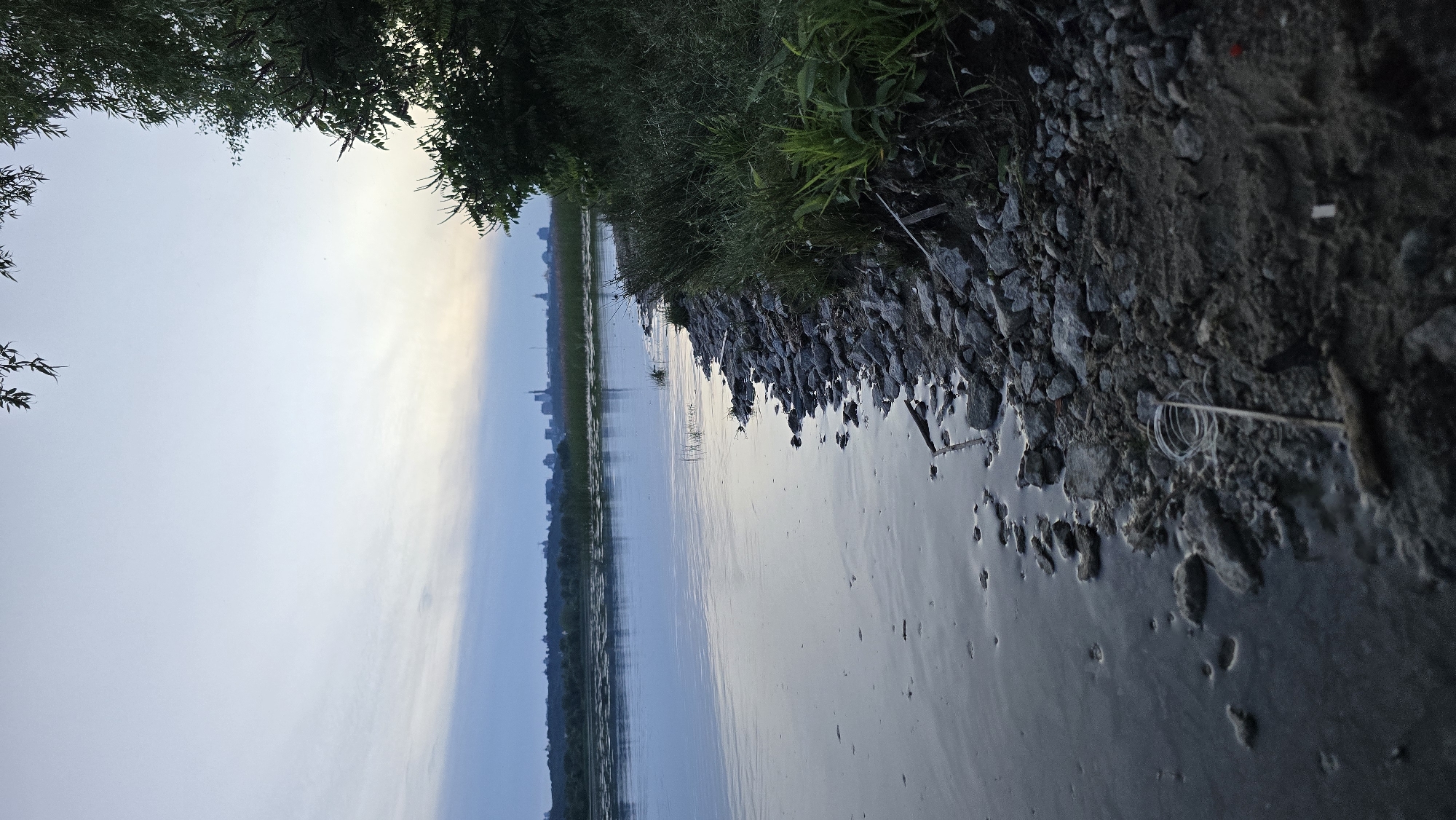 This forensic description details an evening or early morning scene along the Dnieper River in Kyiv, Ukraine. The viewpoint is from the river's edge, looking across the wide body of water towards the city skyline in the distance.
The sky, occupying the upper portion of the image, exhibits a gradient from a pale, light blue at the top to a darker, more saturated blue closer to the horizon, with faint horizontal cloud formations. The low-angle light suggests either dawn or dusk.
The Dnieper River, forming the left half of the scene, has a calm surface with subtle ripples, reflecting the sky's soft light. Patches of aquatic vegetation, resembling water lilies, are visible on the water further from the immediate bank.
The immediate foreground on the right consists of a rugged riverbank. This bank is composed of dark, wet soil interspersed with numerous gray and dark-colored stones and rocks. Sparse green grass and other small, dark green plants grow along the bank. Located in the bottom-center of the image, close to the water's edge, is a coiled piece of white wire or plastic, positioned next to a thin, upright stick embedded in the soil. Other minor pieces of organic debris, such as small sticks, are also present on the bank and partially submerged in the water.
A dense mass of dark green foliage and tree branches occupies the upper right corner and extends down the right edge of the frame, partially framing the scene.
Across the river, in the mid-ground, a dark green band of treeline or distant vegetation separates the water from the background. Beyond this, a distinct city skyline is silhouetted against the horizon. The silhouette clearly reveals multiple prominent spires, domes, and taller buildings characteristic of Kyiv, confirming the location.
The scene is devoid of any human presence or overt activity, portraying a quiet, natural environment with a distant urban backdrop.