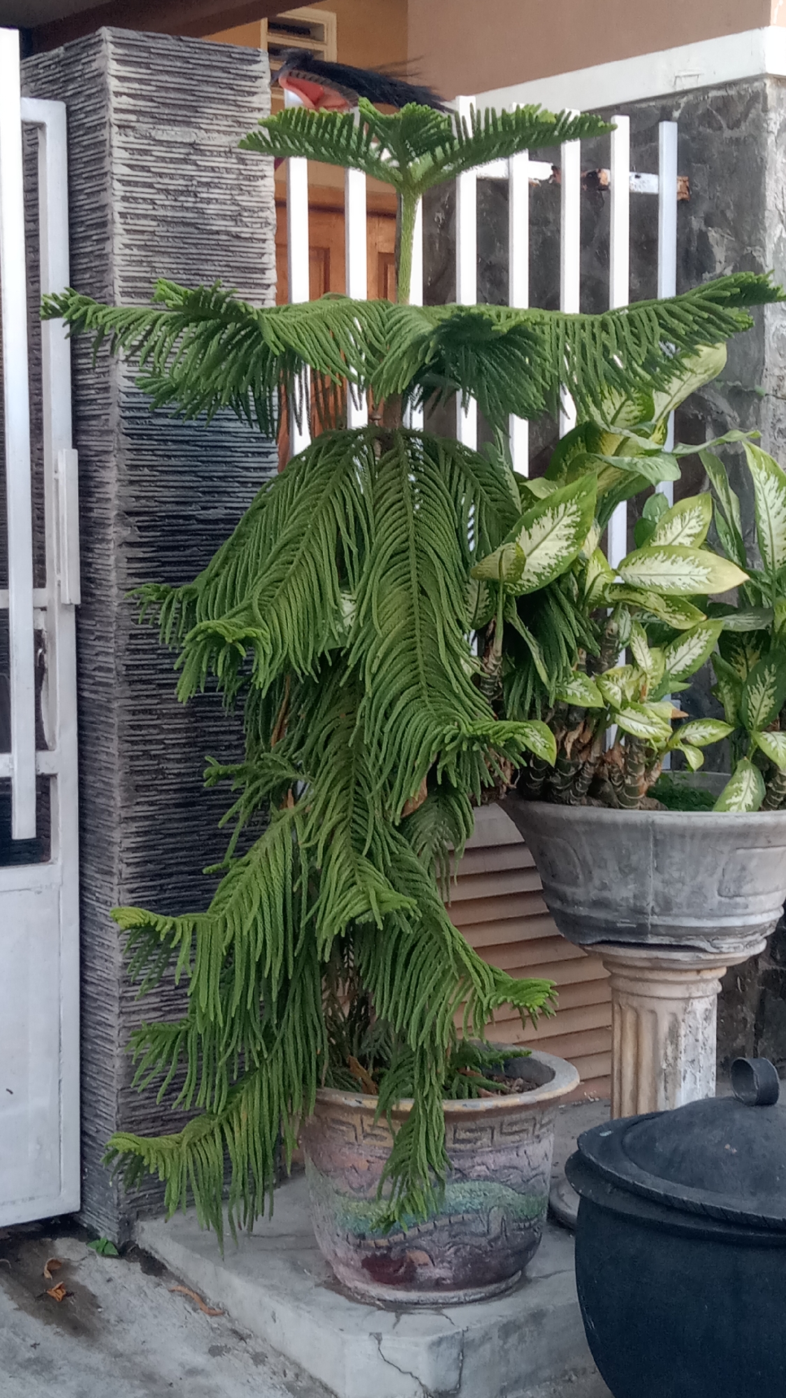 A medium shot captures an outdoor scene in Kediri City, Indonesia, featuring decorative plants. The main subject is a tall, spiky green plant with tiered branches, housed in a decorative, colorful pot with embossed patterns. To the right of this plant, another potted plant with broad, variegated leaves is visible in a simple grey pot, which rests on a decorative pedestal. The background shows a building facade with textured grey stonework on the left, a white metal fence, and wooden doors or shutters. The ground is concrete, with some fallen leaves and debris. To the far right, a dark, rounded lidded object, possibly a large pot or bin, is partially visible. The lighting suggests it is daytime.