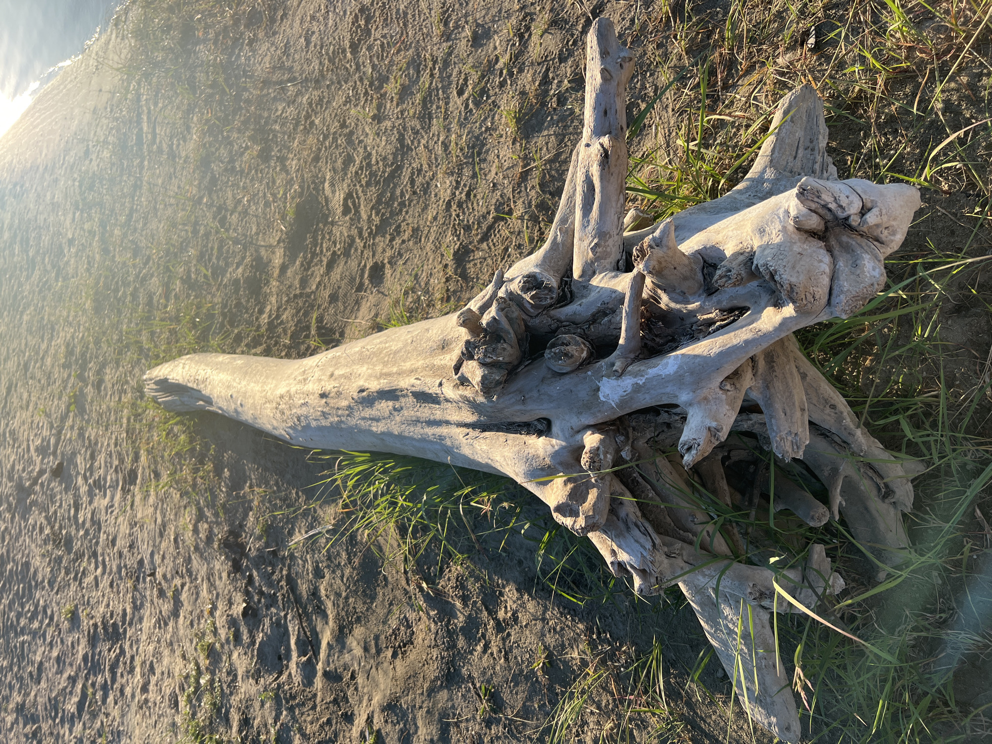 An aged, bleached driftwood log lies partially submerged in sand and sparse green grass on the bank of a body of water. The log is large and gnarled, with numerous branches and knots. The sun is low in the sky, casting long shadows and creating a lens flare in the upper right portion of the image. The water's edge is visible in the background, reflecting the sunlight. The scene appears to be a natural landscape, possibly a beach or riverbank. The image was taken in the city of Mochishche, Russia.