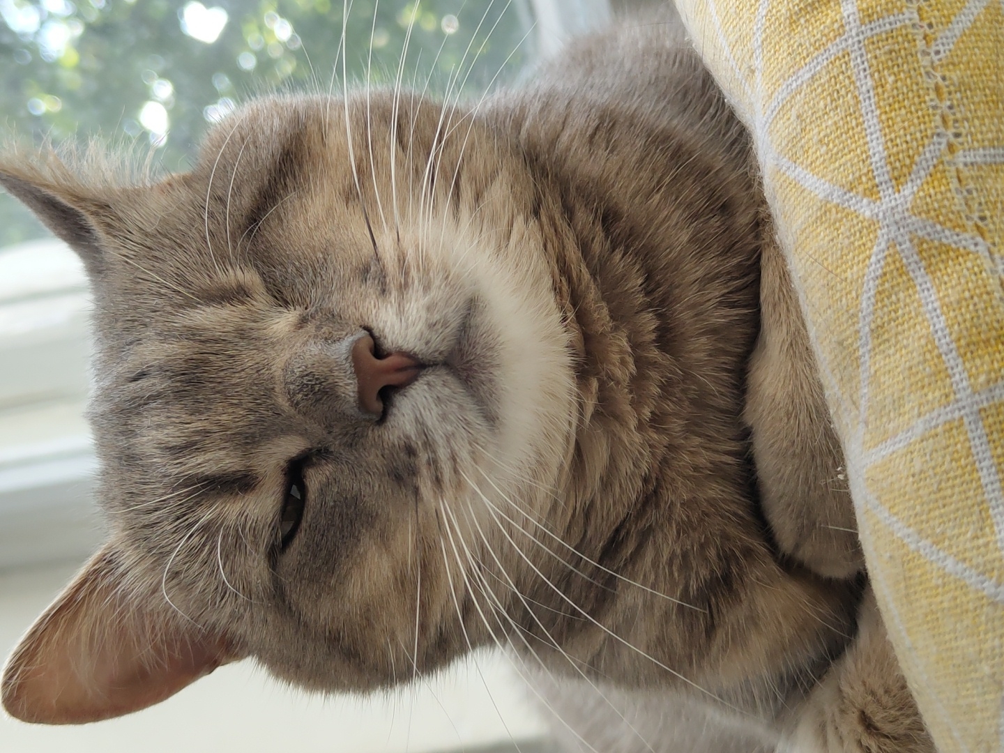 A grey tabby cat is the central subject of this close-up, brightly lit image. The cat appears to be resting or sleeping, with its eyes mostly closed, and its head positioned towards the lower left of the frame. Its fur shows distinct grey stripes and lighter, almost white, patches around its nose and chin. A small, pink nose is visible, and numerous long, white whiskers extend from its muzzle. One ear is clearly visible on the lower left, while the other is partially obscured by its head.
The cat is nestled against a textured yellow fabric object, which has a repeating white grid or diamond pattern. This object occupies the right side of the image, and the cat's body is partially obscured by it. The background consists of an out-of-focus scene, likely outdoors, with bright, dappled light and green foliage visible through what appears to be a window or open space. The overall impression is one of a peaceful, sleepy moment captured in natural light. There is no visible text in the image.