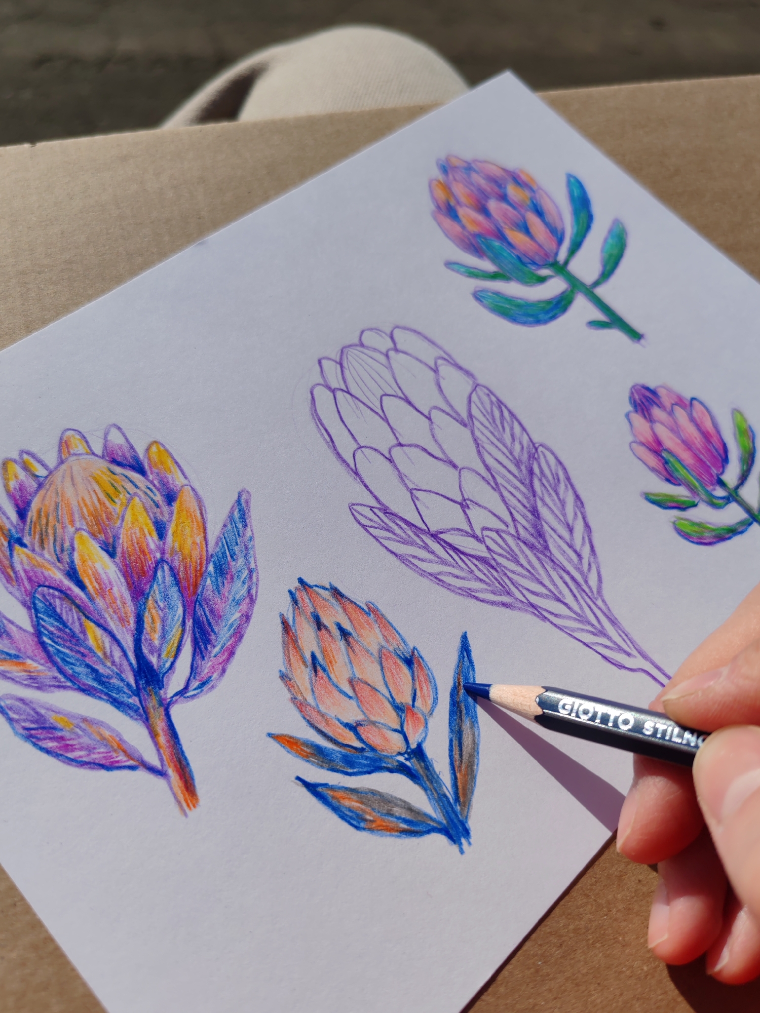 The image shows a white sheet of paper with several drawings of protea flowers in different stages of completion. One protea is fully colored with vibrant hues of blue, purple, orange, and yellow. Another protea is partially colored with orange and blue. A third is an outline sketch in purple. A fourth and fifth protea are colored with shades of pink, green, and blue. A hand is holding a dark blue Giotto Stilnovo colored pencil, and is in the process of coloring the leaves of the second protea flower. The paper is lying on a light brown surface. The image does not provide any information about Ust-Ilimsk, Russia.