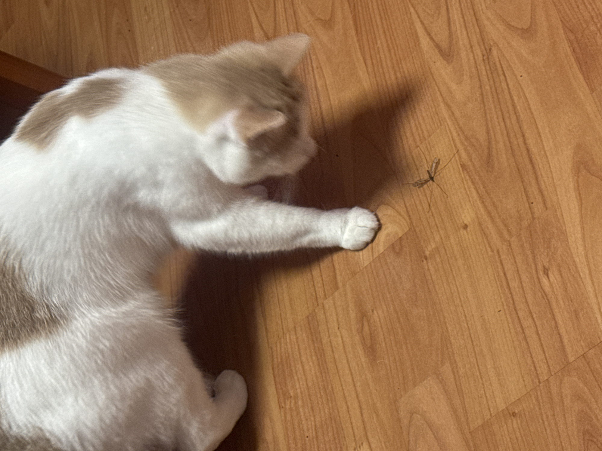 A white and tan cat is crouched on a wooden floor, sniffing at a crane fly. The cat is mostly white with tan patches on its back and head. Its front paws are extended, and its head is lowered towards the insect. The crane fly is small and delicate, with long legs and wings, and it is positioned on the wooden floorboards. The lighting suggests an indoor environment, possibly a home. The image is a close-up shot, with the cat and crane fly being the primary subjects. The scene is devoid of any specific Moscow landmarks or identifiable locations within the city.