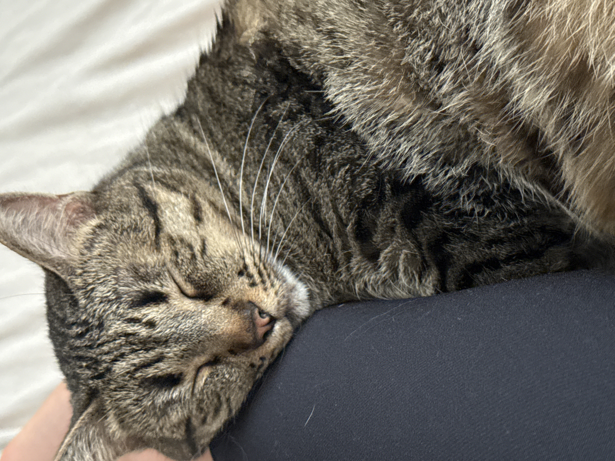 A close-up, high-angle shot captures a domestic tabby cat sleeping soundly on a person's lap or leg in an indoor setting in Puebla, Mexico. The cat, displaying a coat of brown, grey, and black striped fur, is seen with its eyes gently closed and its head nestled against dark blue or black fabric, likely clothing. Its white whiskers are prominent on its cheek, and its small pink nose is visible. A fluffy white blanket or bedding can be seen partially in the upper left background, suggesting a cozy home environment. The cat appears deeply relaxed and peaceful, conveying a sense of serenity and contentment. No text is visible in the image.
