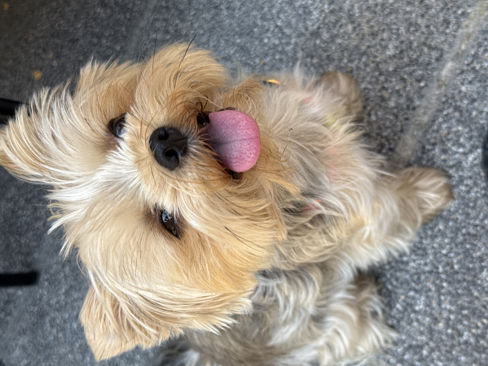 The image displays a small, long-haired dog, consistent with a Yorkshire Terrier or similar breed, sitting upright on a grey, textured ground surface. The dog's fur is primarily light tan and brown, with lighter, creamy tones on its chest and face. Its dark eyes are directed upwards and slightly to the right, and a prominent pink tongue extends from its open mouth. A black nose is visible. Faint indications of a colorful collar or harness are discernible around the dog's neck. The background is an out-of-focus grey surface, with a dark, indistinct object, possibly a piece of furniture, in the upper left corner. The scene is illuminated by natural light. The location of this scene is stated to be in the city of Plovdiv, Bulgaria.