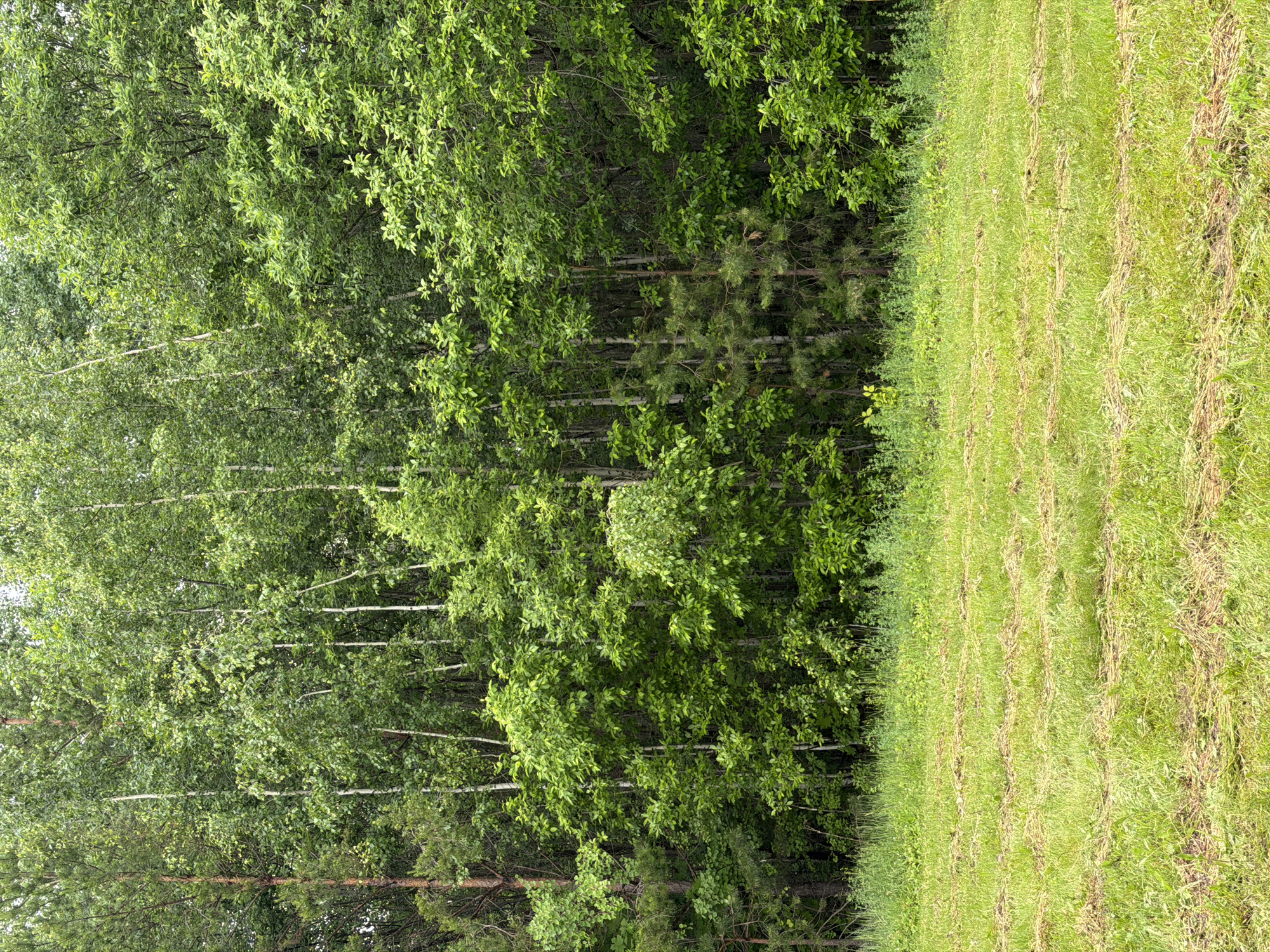 This image captures an outdoor landscape in Menzelinsk, Russia, depicting a transition from a mown field to a dense forest line under natural daylight. The lower half of the frame is dominated by a field of bright green grass, recently mown, evident by multiple parallel, horizontal rows of dried, lighter-colored (brownish-yellow) grass clippings (windrows) distributed across the green turf. Some taller, unmown green vegetation and weeds are interspersed within the foreground.
The upper portion of the image features a thick, verdant forest edge composed of a mixed stand of trees. Numerous deciduous trees are prominent, many appearing to be birches due to their slender, light-colored trunks and full canopies of vibrant green leaves. Interspersed among these are other broadleaf trees with similarly dense green foliage, and coniferous trees, specifically pine, identifiable by their darker green needle-like branches and rougher bark texture. The trees form a dense, impenetrable screen of foliage, extending vertically to fill the upper frame, with no discernible gaps to the sky. No human subjects, animals, or artificial structures are visible within the scene. The lighting is even and diffused, suggesting overcast conditions.