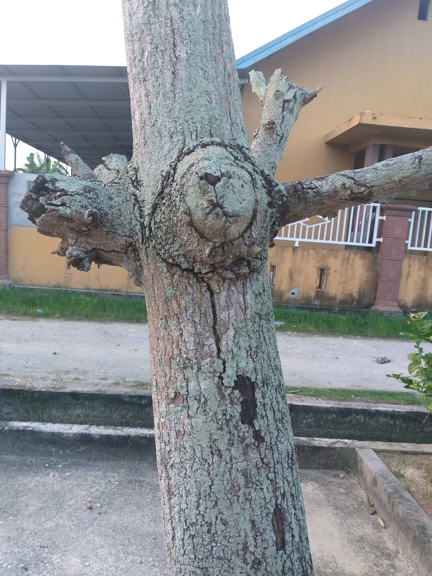 This is a medium shot photograph of a tree trunk in the city of Dumai, Indonesia. The tree trunk is textured and covered in moss, with a large knot on its surface. Several branches extend from the trunk, some of which are broken or appear dead. In the background, there is a yellow building with a blue roof, a white railing, and some green grass. A concrete path and drainage ditch are visible in the foreground. The image appears to be taken during the day. There are no people or animals in the frame.