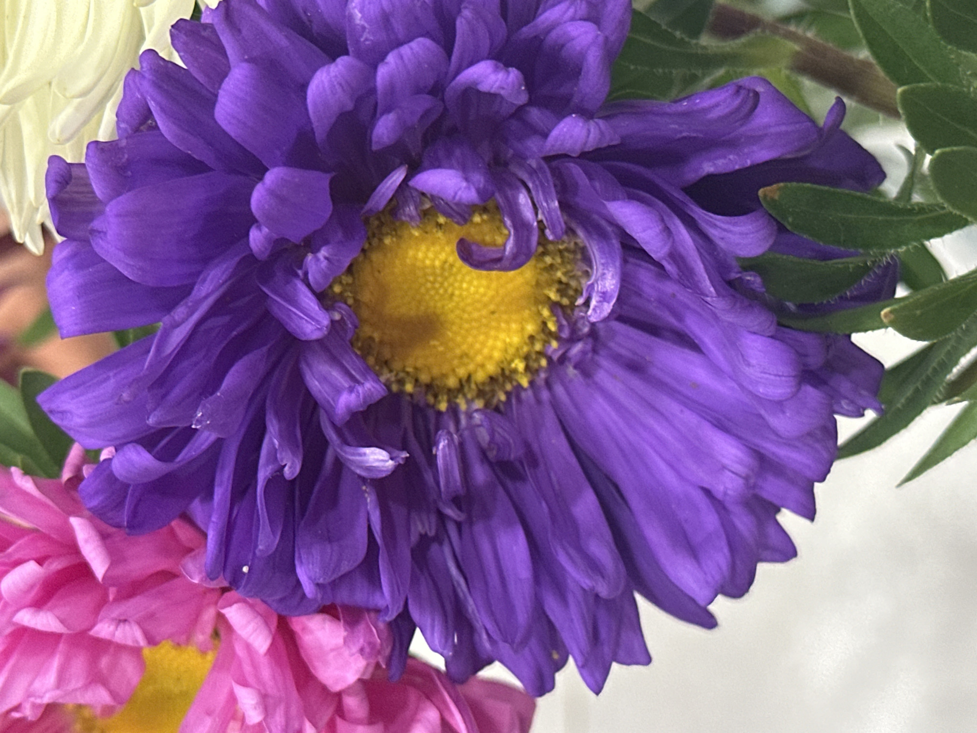 A close-up, eye-level, vertical shot shows a cluster of blooming aster flowers against a white background. The dominant flower in the foreground is a vibrant purple aster, its numerous petals unfurling outwards from a bright yellow center. To the left of the purple aster, a portion of a pink aster is visible, its petals also in bloom. In the upper right background, a hint of a white aster can be seen. The image captures the delicate texture of the petals and the rich colors of the flowers. The scene is indoors, with no discernible city features or any indication of the city of Nevinnomyssk, Russia.