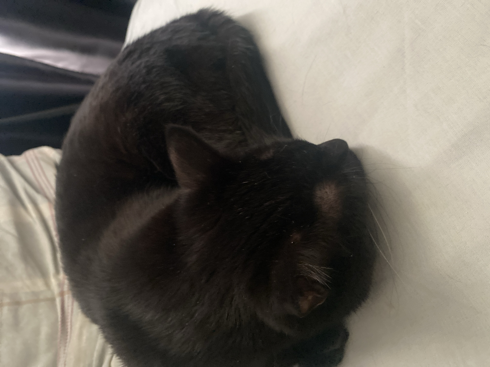 A black cat is curled up on a white and striped blanket. The cat's head is tucked in close to its body. The location is unknown. No city information is provided within the image.