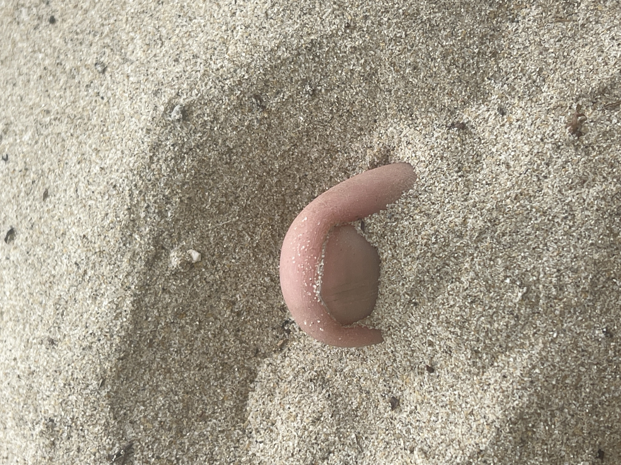 The image shows a close-up of a pink sea anemone partially buried in light-colored sand. The anemone is curved and appears soft and fleshy, with visible texture on its surface. The sand is coarse and grainy, with small pebbles and debris scattered throughout. The lighting suggests it is daytime, and the overall scene is natural and outdoors. The location is the sandy shore of My Khe Beach in Đà Nẵng, Vietnam. There are no people or visible signs of human activity in this specific frame.