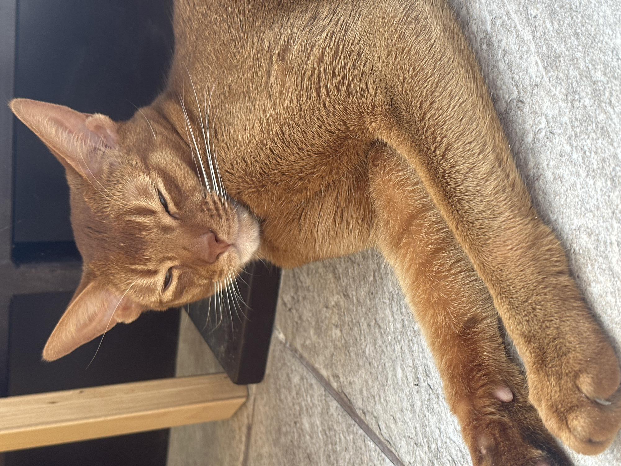 An orange Abyssinian cat is lying on a tiled surface next to a dark, possibly wooden, structure with light-colored planks visible. The cat is in a relaxed pose with its eyes partially closed and its head resting. The cat's fur is a solid, warm orange color. The location of the image is not discernible.
