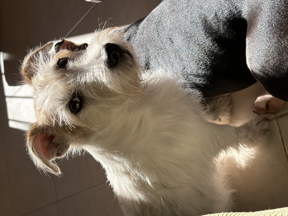 A wire-haired terrier-type dog, primarily white with tan markings on its ears, is depicted indoors in Tel-Aviv, Israel. The dog is positioned facing forward, with its head slightly tilted, and appears to be looking directly at the viewer. Strong directional sunlight from the left illuminates the dog's left side and the light-colored tiled floor, creating distinct shadows on the dog's right side and the floor. The dog's right side is partially obscured by a dark, amorphous object, consistent with a human leg or thigh, against which the dog appears to be leaning or sitting. A human foot, light in skin tone, is visible on the tiled floor adjacent to the dog's front right paw. The background is blurred and dark, indicative of an interior space.