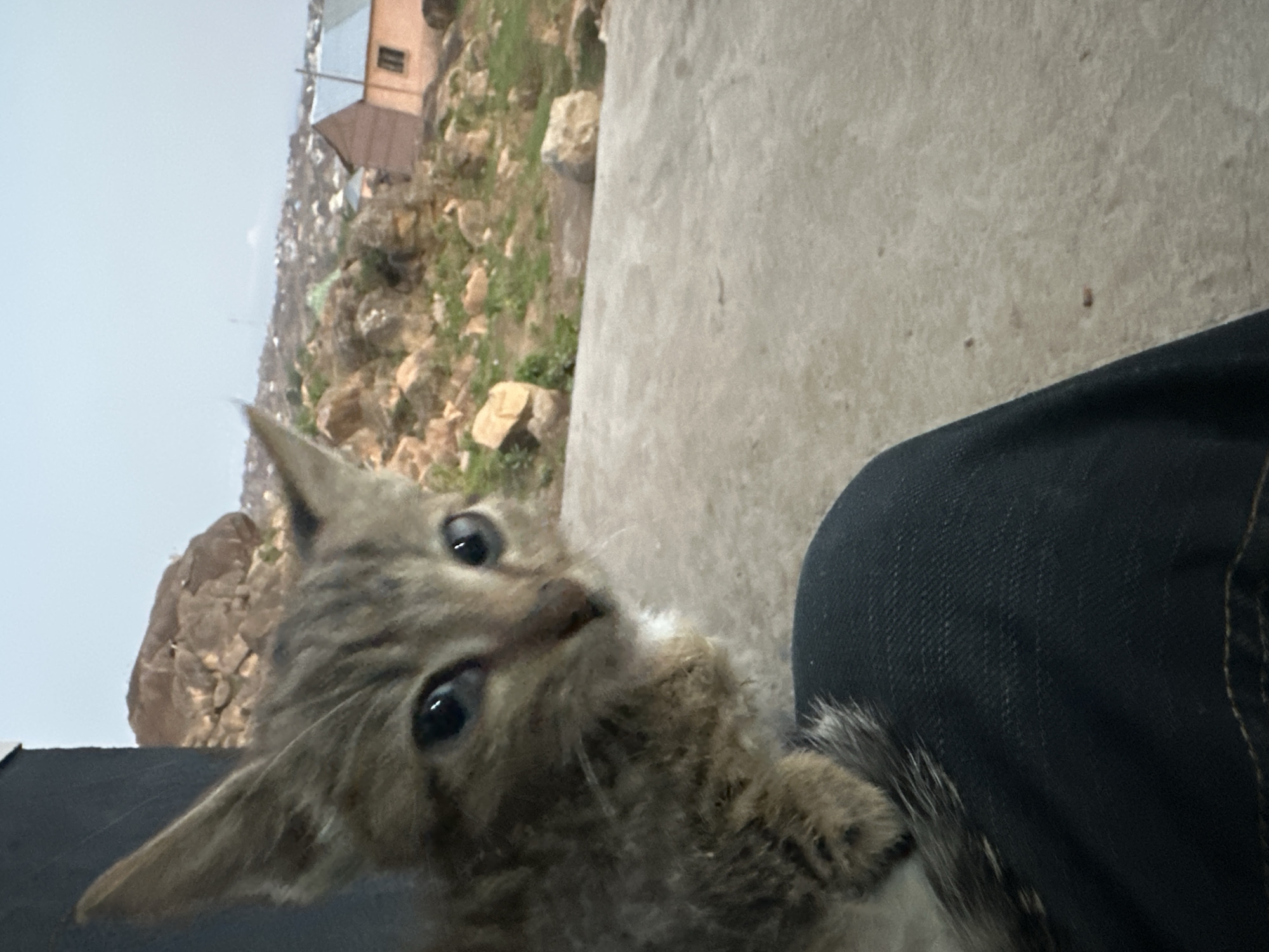 A close-up, tilted shot shows a kitten with grey and brown tabby markings next to a person's leg clad in denim. The kitten's head is angled toward the viewer, its eyes wide. The background reveals a cityscape composed of closely packed buildings and rocky, grassy terrain. The scene is in Jos, Nigeria.