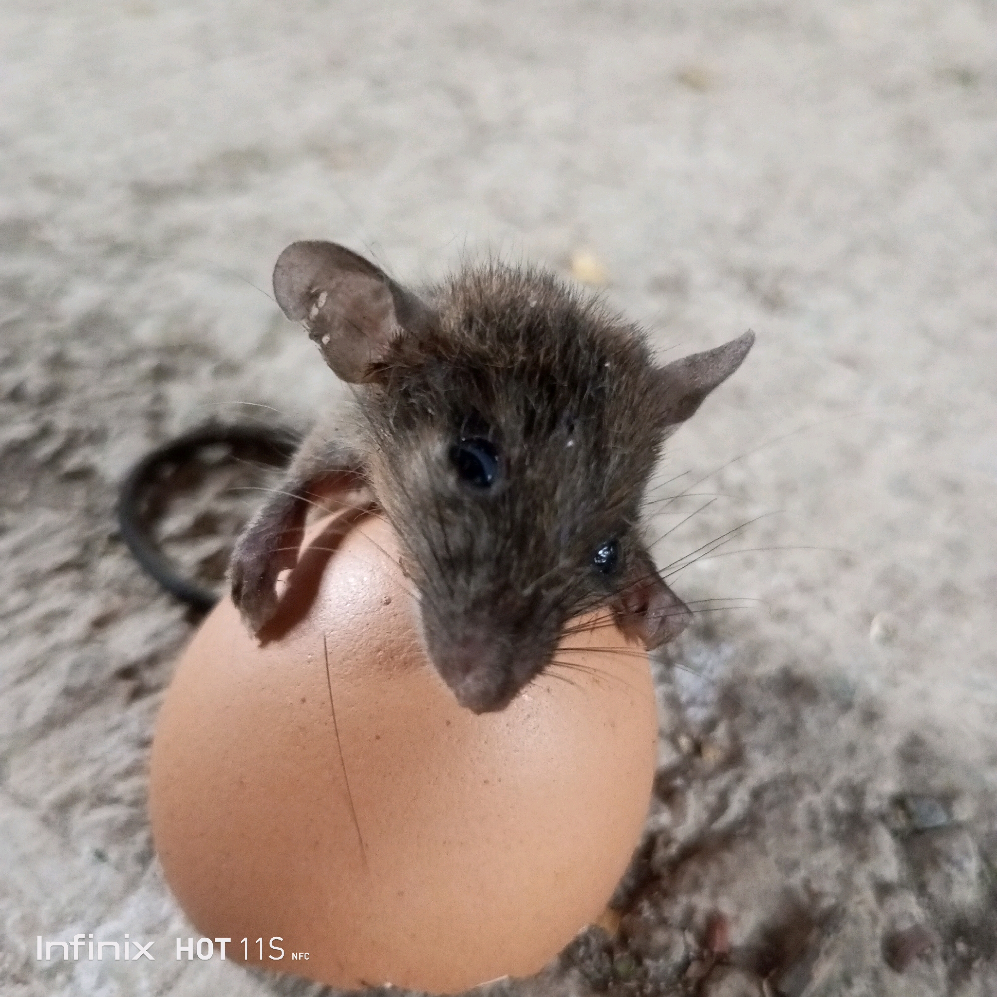 A close-up, eye-level shot captures a young rat perched on top of a light brown, intact egg. The rat, facing the camera, has dark fur, prominent ears, and bright black eyes. Its whiskers extend forward. The egg is smooth and oval-shaped, resting on a textured, grayish surface that appears to be concrete or pavement. The background is out of focus, showing a continuation of the same textured surface with some small pebbles scattered around. The lighting is somewhat dim, creating soft shadows. The image appears to be taken outdoors. A portion of the rat's tail is visible, curled slightly behind it. The scene is located in Sukaslamet, Indonesia.