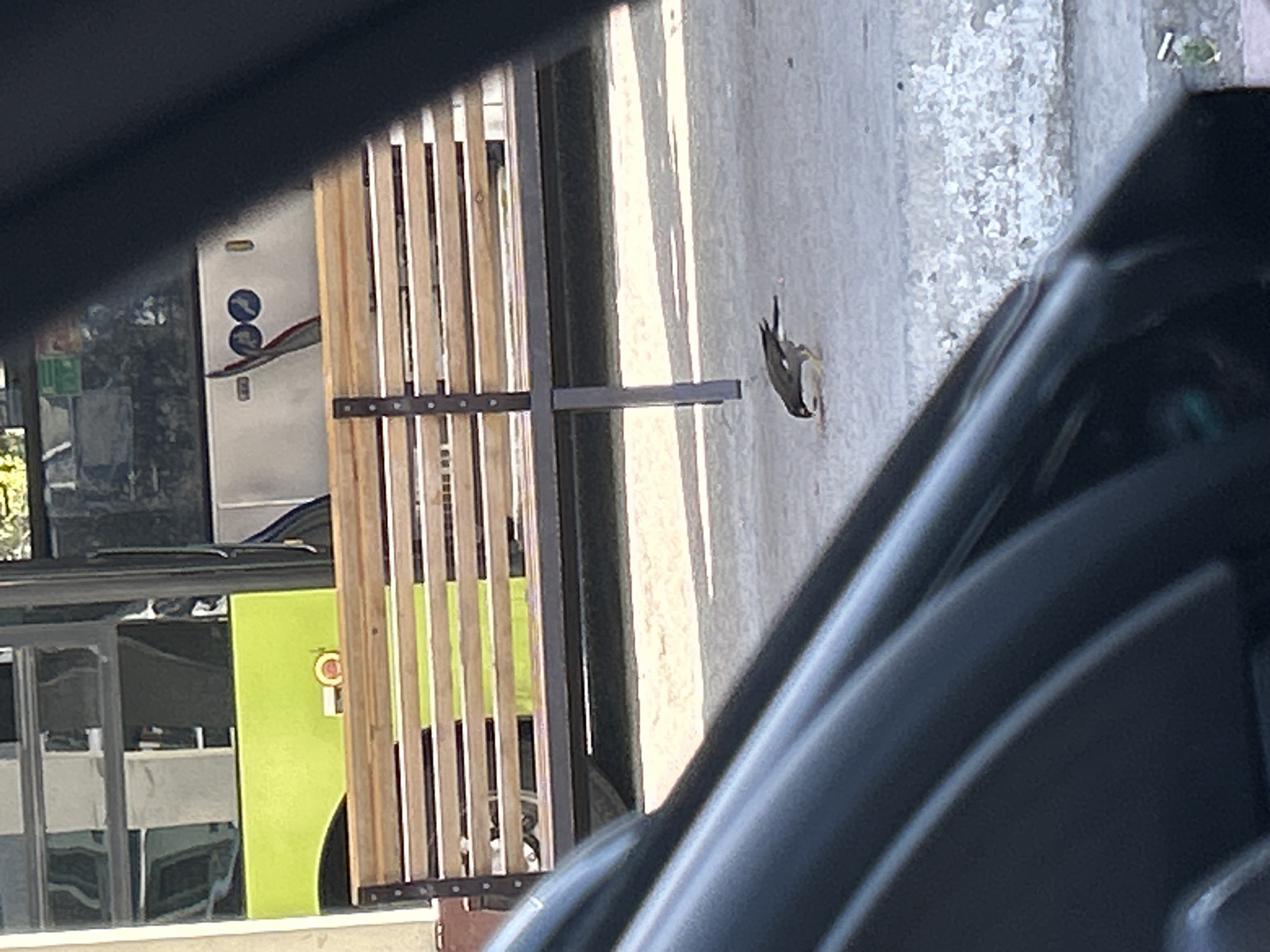 The image depicts a bird pecking at the ground in front of a wooden bench. In the background, a bus is visible with its bright green lower section and silver upper section. The scene appears to be outdoors, possibly at a bus stop or a public area in Tashkent, Uzbekistan. The bird is small with dark and light brown plumage. It is positioned in the center-right of the frame, slightly angled towards the right. The bench is made of wooden slats and metal supports, and it is situated in front of the bus. The ground is paved with a rough texture. The overall lighting suggests it is daytime, with shadows cast on the ground. A portion of a dark vehicle, possibly a car, is in the foreground, obscuring the lower left of the image.