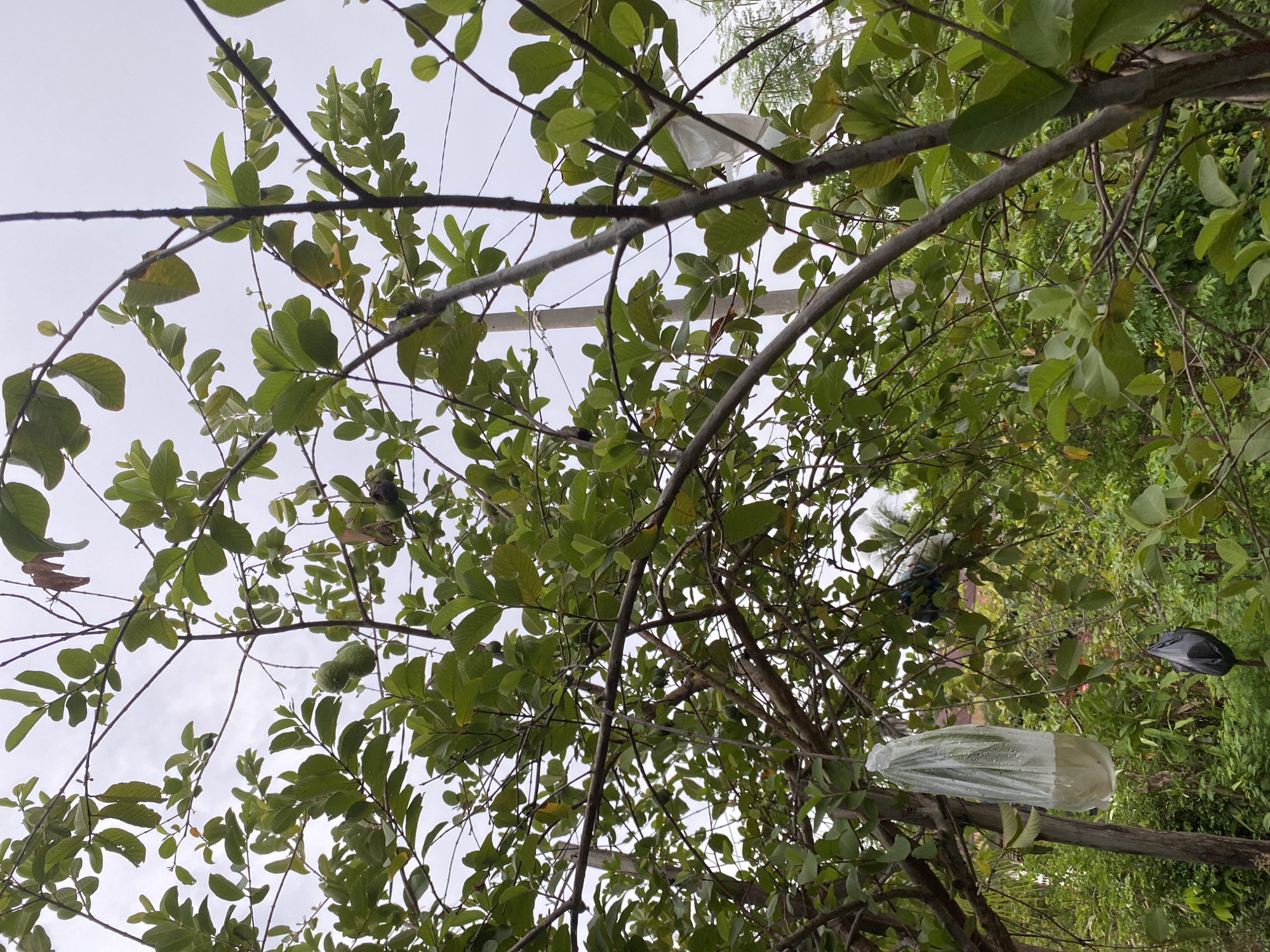 This is a low-angle, medium shot of a guava tree with unripe guavas hanging from its branches. Some of the guavas are covered in plastic bags, likely for protection. The tree is full of green leaves, and the branches are a mix of brown and gray. In the background, there is dense foliage, a utility pole, and what appears to be a residential building with a tiled roof. The sky is overcast and gray. There are no people or animals visible in the image. The location is unknown.