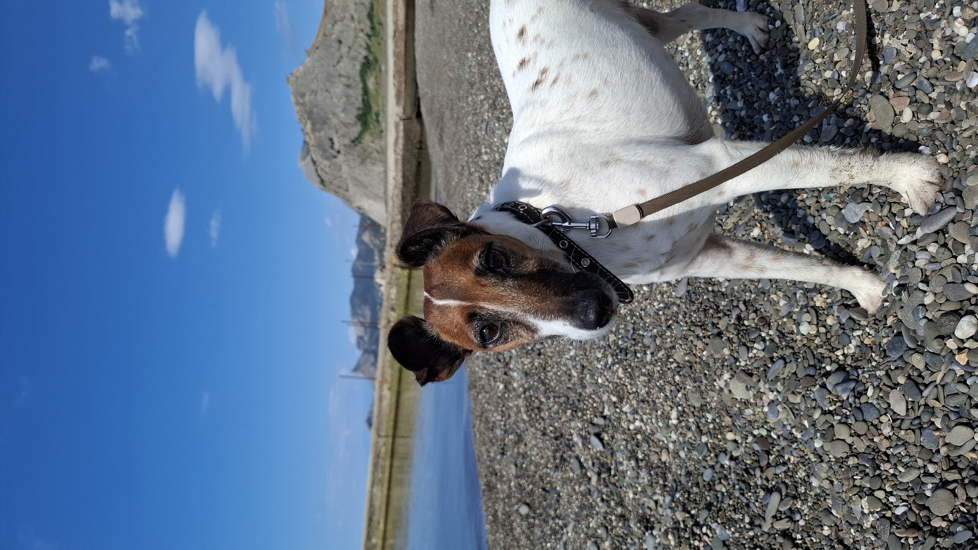 A dog is standing on a pebble beach with a brown leash and black collar. The dog is white with brown spots and has brown ears. In the background, there is a cliff and a body of water. The sky is blue with white clouds. The photo appears to have been taken on a sunny day. The location is unknown.