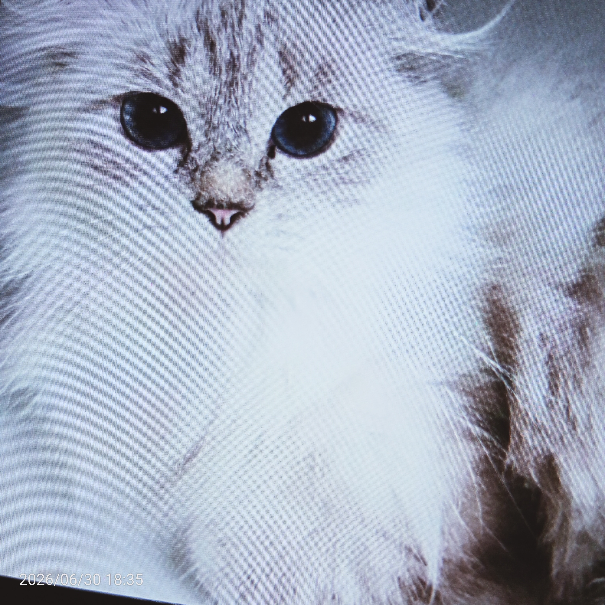 The media file is a close-up, head-on shot of a fluffy white cat with striking blue eyes. The cat's fur is long and appears to be predominantly white with subtle grey or brown tabby markings on its head and some parts of its body. Its eyes are large and expressive, with dark pupils reflecting light. The cat's nose is a small, pink triangle, and it has long, white whiskers that fan out from its muzzle. The background is a soft, out-of-focus blur of light colors, which further accentuates the cat's features. The image has a slightly pixelated appearance, suggesting it may have been captured on a lower-resolution camera or displayed on a screen. In the bottom left corner, there is visible text that reads "2026/06/30 18:35". The overall impression is one of a serene and beautiful animal captured in a moment of quiet contemplation. There is no discernible activity or event taking place, making it a still portrait of the cat. The time of day is indicated by the timestamp as late afternoon or early evening. No weather or specific location cues are present beyond what can be inferred from the subject matter.