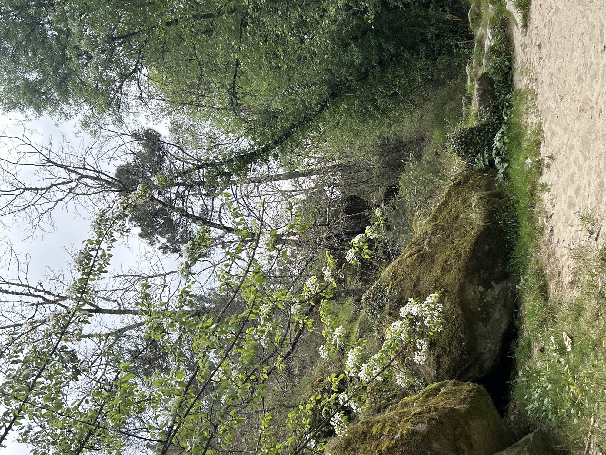 This image captures a natural scene in Vila Real, Portugal. The foreground is dominated by moss-covered rocks interspersed with greenery and blooming white flowers on tree branches. The background reveals a dense wooded area with a mix of deciduous and evergreen trees, their leaves creating a layered canopy. A path or sandy area is visible on the right edge, adjacent to the rocky terrain. The sky is overcast, suggesting soft, diffused lighting. The overall setting appears to be a park or natural area within or near the city. There are no people visible in the image.