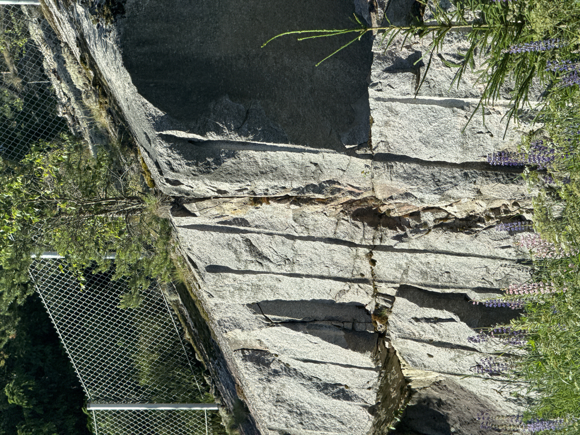 The image depicts a rocky cliff face with a chain-link fence running along its upper edge. The rock is grey and appears weathered, with vertical fissures and lighter colored veins. Small green plants and moss are growing on the surface of the rock, particularly in the crevices. In the foreground, a patch of green grass and several clusters of purple and pink lupine flowers are visible. To the right of the frame, a young evergreen tree with thin branches stands in front of the rock face. The lighting suggests it is a sunny day, casting strong shadows on the rock. The background behind the fence consists of dark green foliage.