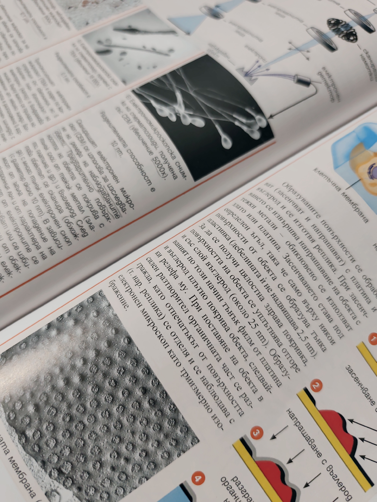 This image, captured in Pazardzhik, Bulgaria, depicts two open pages of a scientific textbook or journal. The text content is in Bulgarian, detailing concepts related to electron microscopy and biological sample preparation. The left page presents descriptive text alongside two electron micrographs: an upper image shows several elongated, club-shaped structures identified as spermatozoa, and a lower image displays a regularly textured surface with numerous small, circular depressions, likely a microscopic replica of a biological surface. The right page features more Bulgarian text and a series of four numbered diagrams illustrating a sample preparation process, including steps such as shadowing (засенчване), carbon coating (напрашаване с въглерод), and replica degradation (разграждане). The page surface shows reflections consistent with a glossy paper finish under artificial indoor lighting.