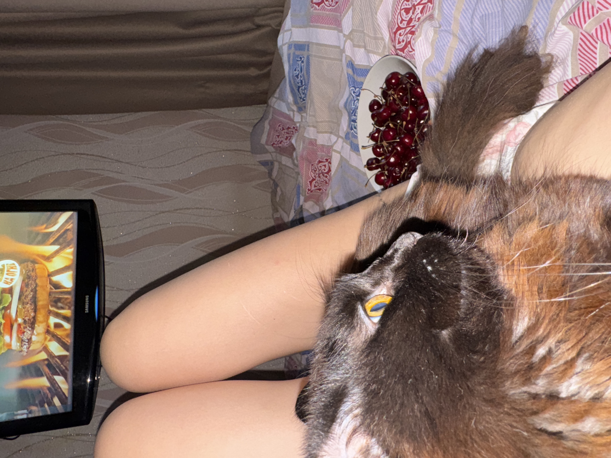 The media file shows a close-up view of a cat's face resting on a person's legs. The cat has predominantly dark fur with hints of brown and orange, and its bright yellow eye is clearly visible. Next to the person's legs is a bowl overflowing with dark red cherries. To the left, a television screen displays an image of a burger cooking over flames. The scene appears to be indoors, with a patterned blanket or bedspread visible in the background. The lighting suggests it might be evening or a dimly lit room. The presence of the cat and the cherries evokes a sense of domestic comfort and relaxation. The TV screen shows text on a circular logo, which appears to say "НА ОГНЕ". The Samsung logo is visible on the television. The overall impression is one of a relaxed evening, perhaps with the person enjoying a snack while watching television with their pet.