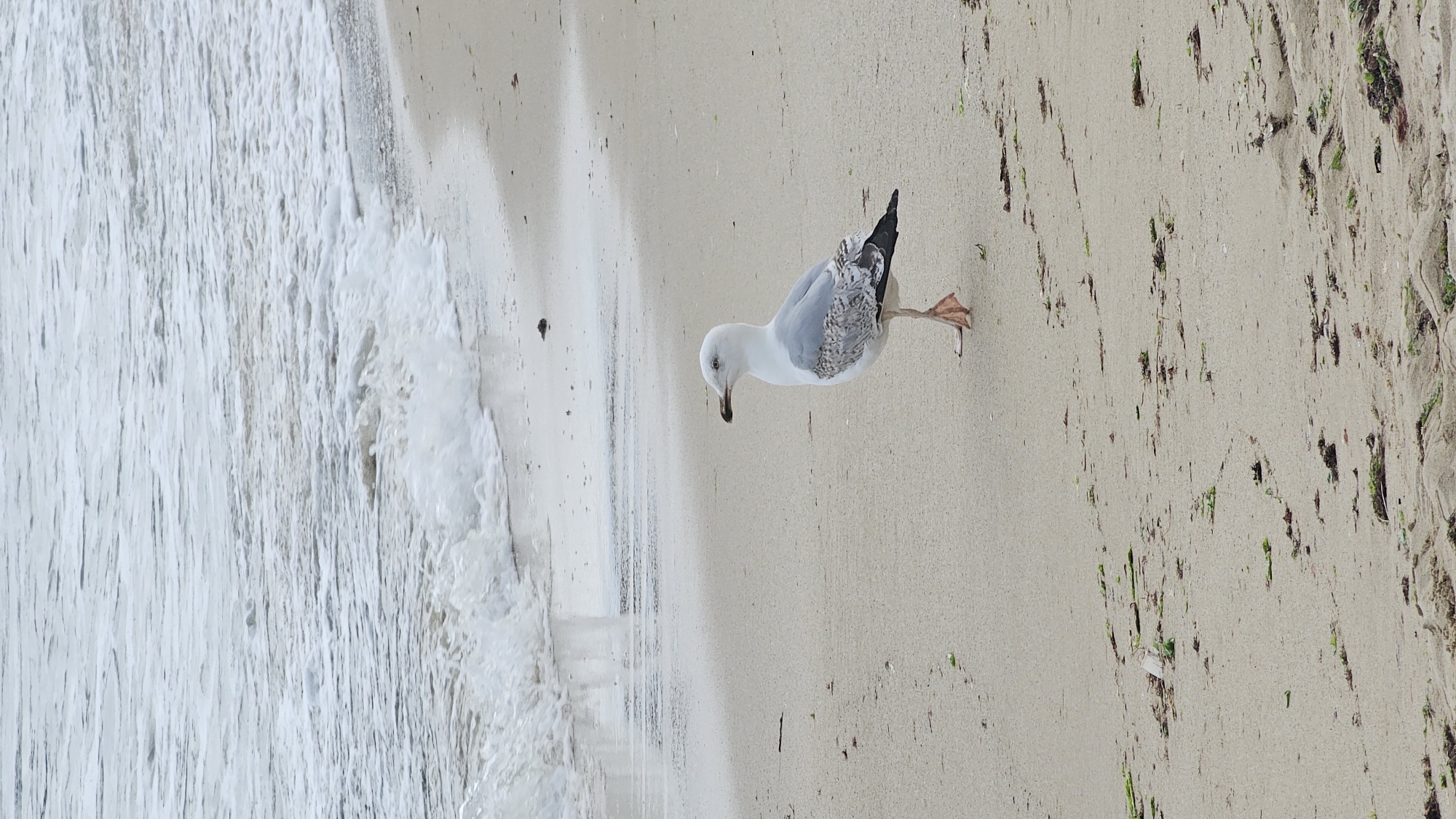 A seagull stands on a sandy beach in Varna, Bulgaria. Gentle waves lap the shore to the left of the bird. The sand is speckled with small pieces of debris and vegetation. The right side of the frame shows the transition to coarser sand near the vegetation line.